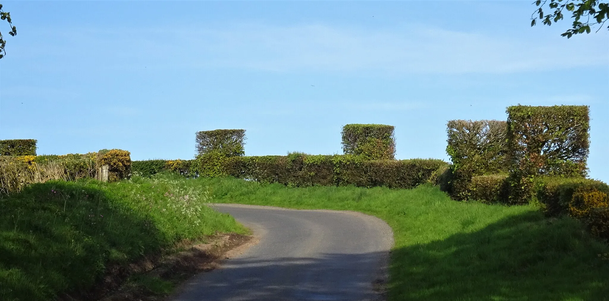 Photo showing: Unusual Castellated hedgerow, Johnstonebridge, Annandale, Dumfries and Galloway