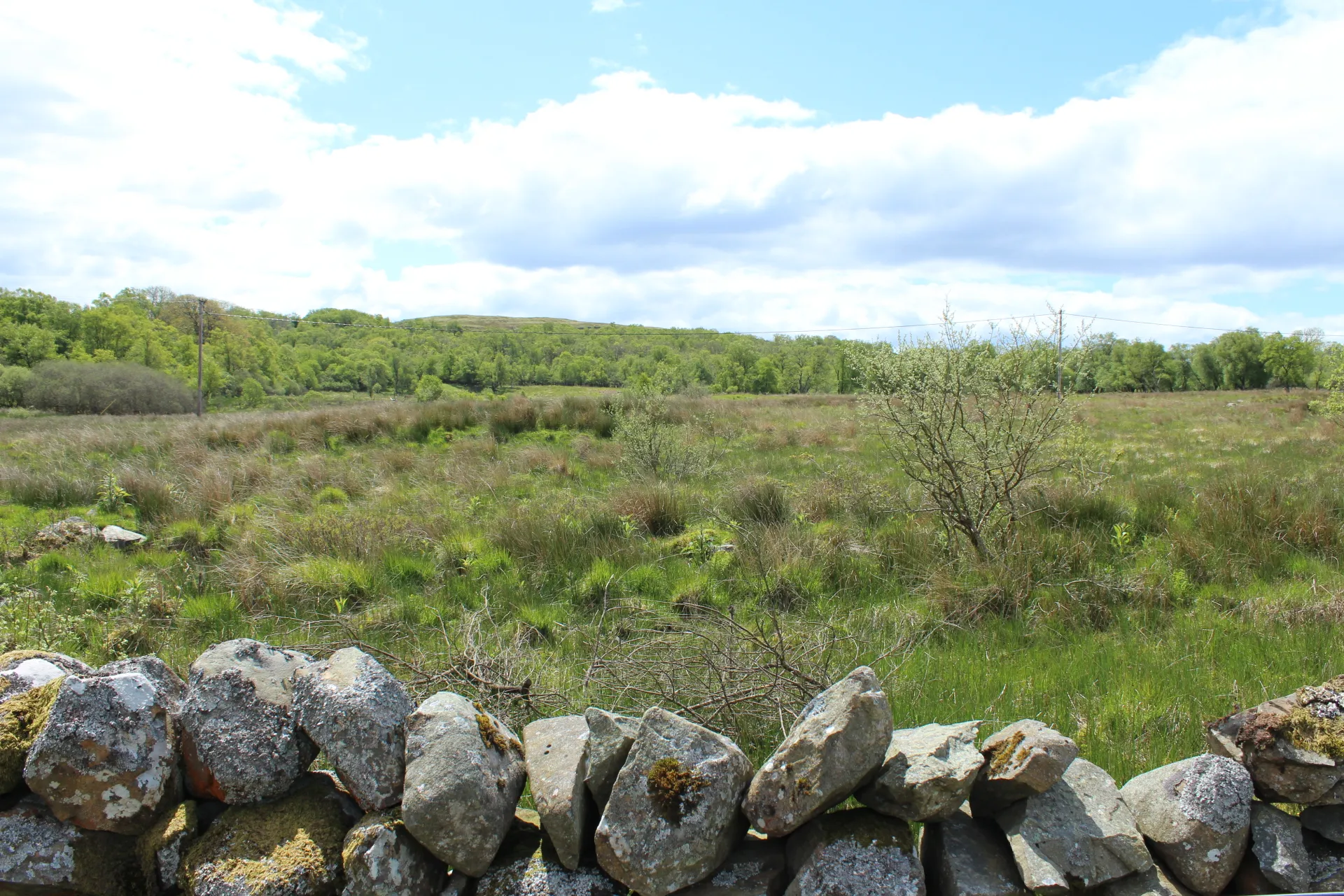 Photo showing: Wetland at Garchew Wood
