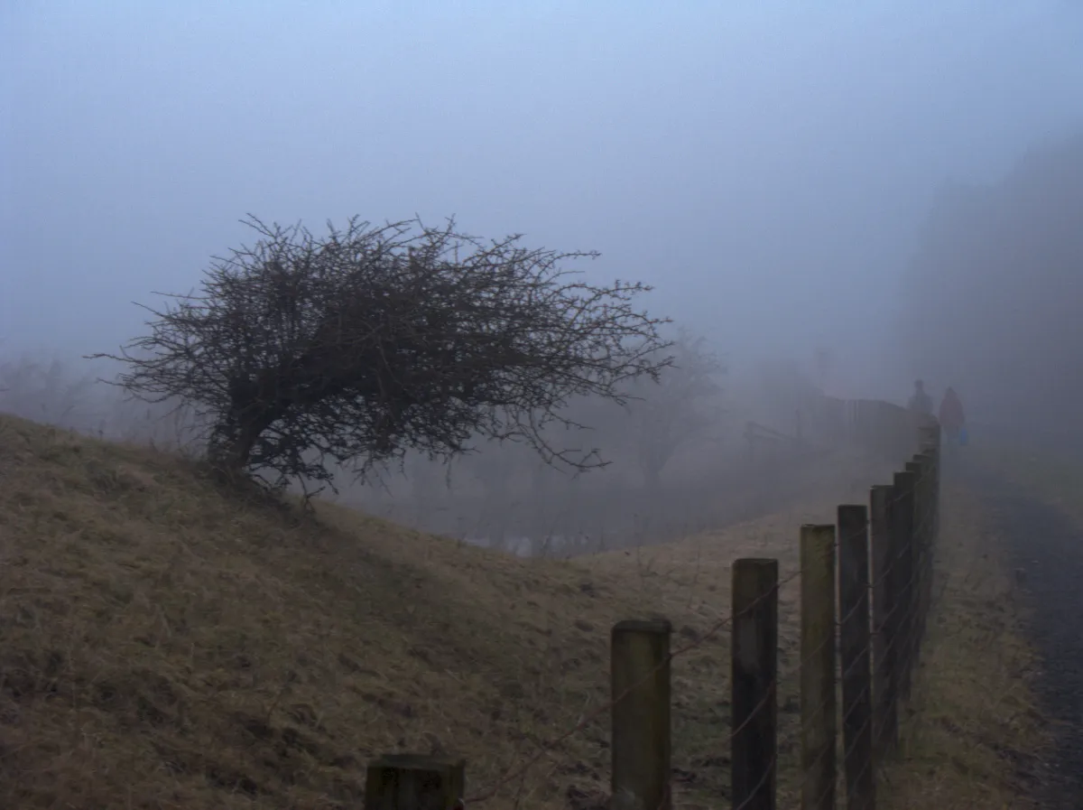 Photo showing: Foggy roadside