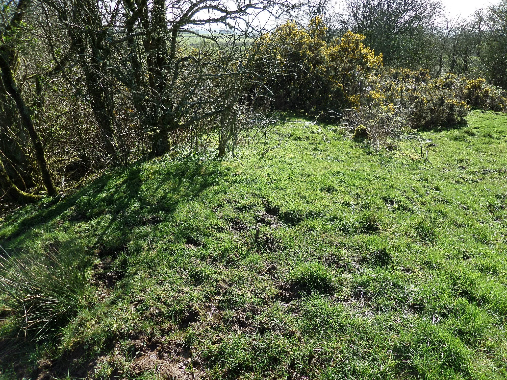 Photo showing: Bailliehill Mount Iron Age hill fort - outer bank - NE side. Kilmaurs, East Ayrshire, Scotland.