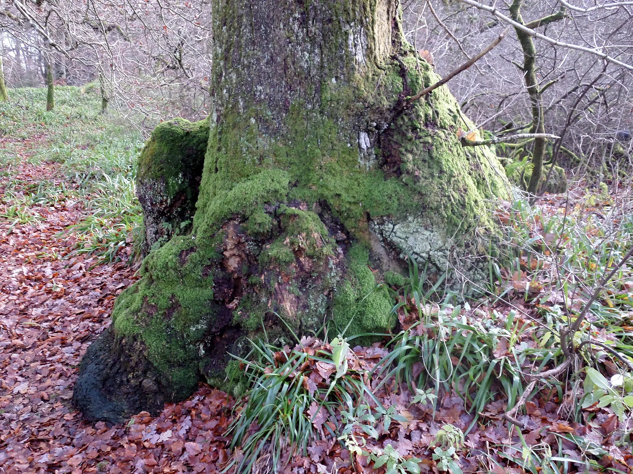 Photo showing: Burrs and moss sock on oak at River Nith near Eliock Bridge, Mennock, Dumfries & Galloway, Scotland.