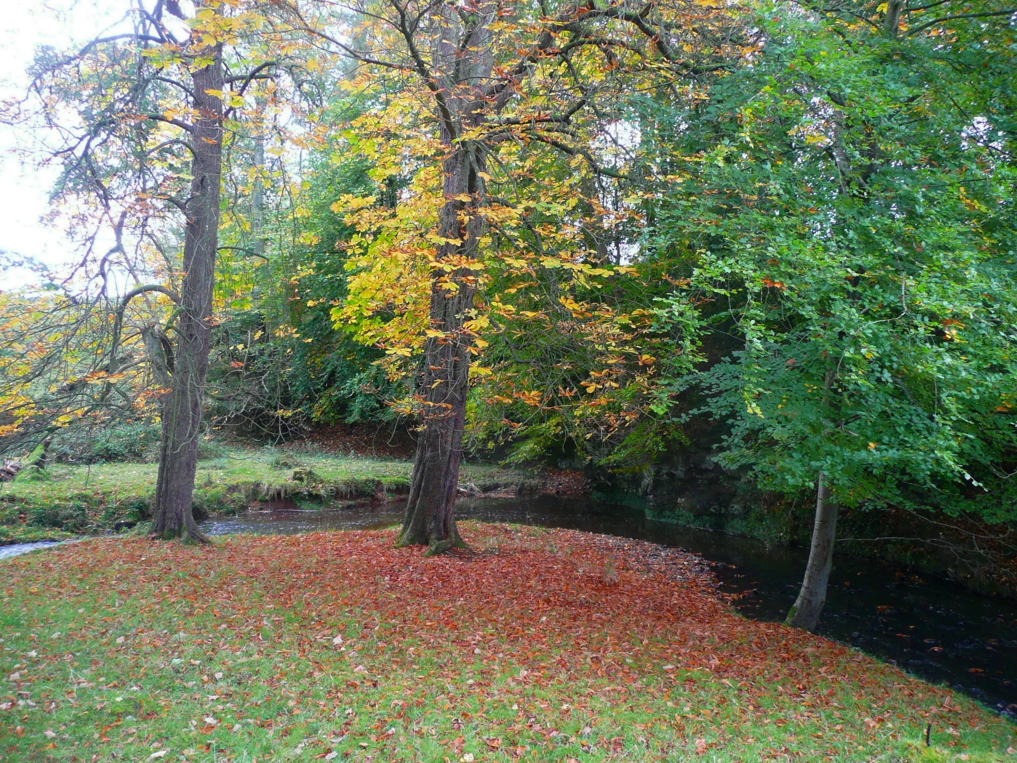 Photo showing: Trees next to a stream near the Stair Inn