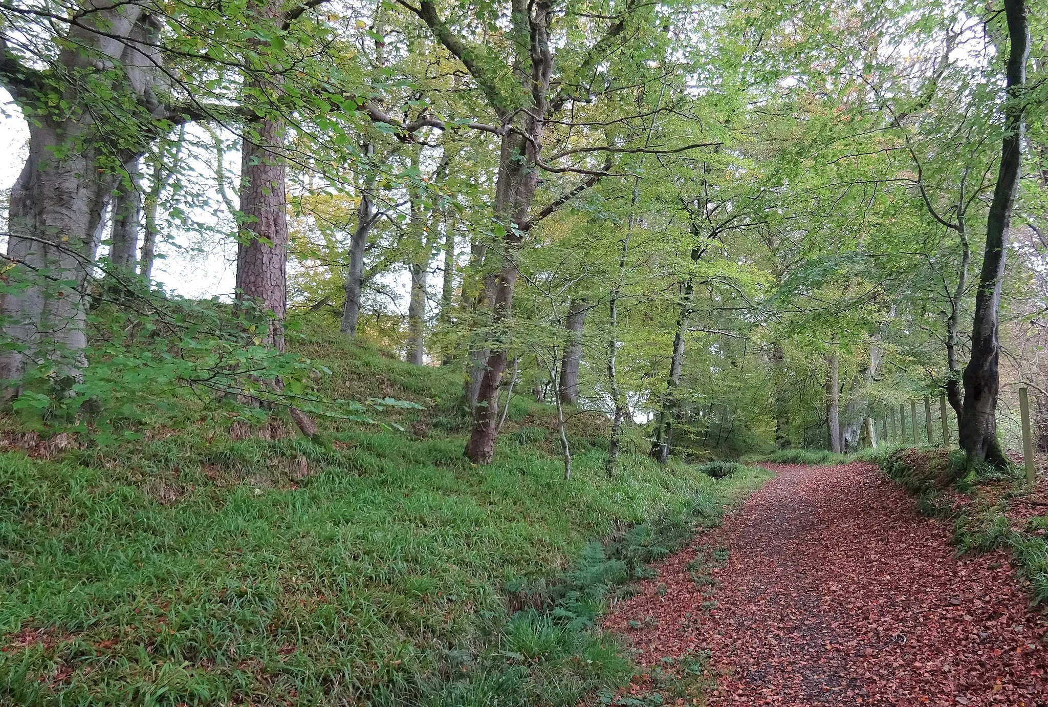 Photo showing: Beech (Fagus sylvatica) trees at Sorn Woods on the woodland trail, East Ayrshire, Scotland.