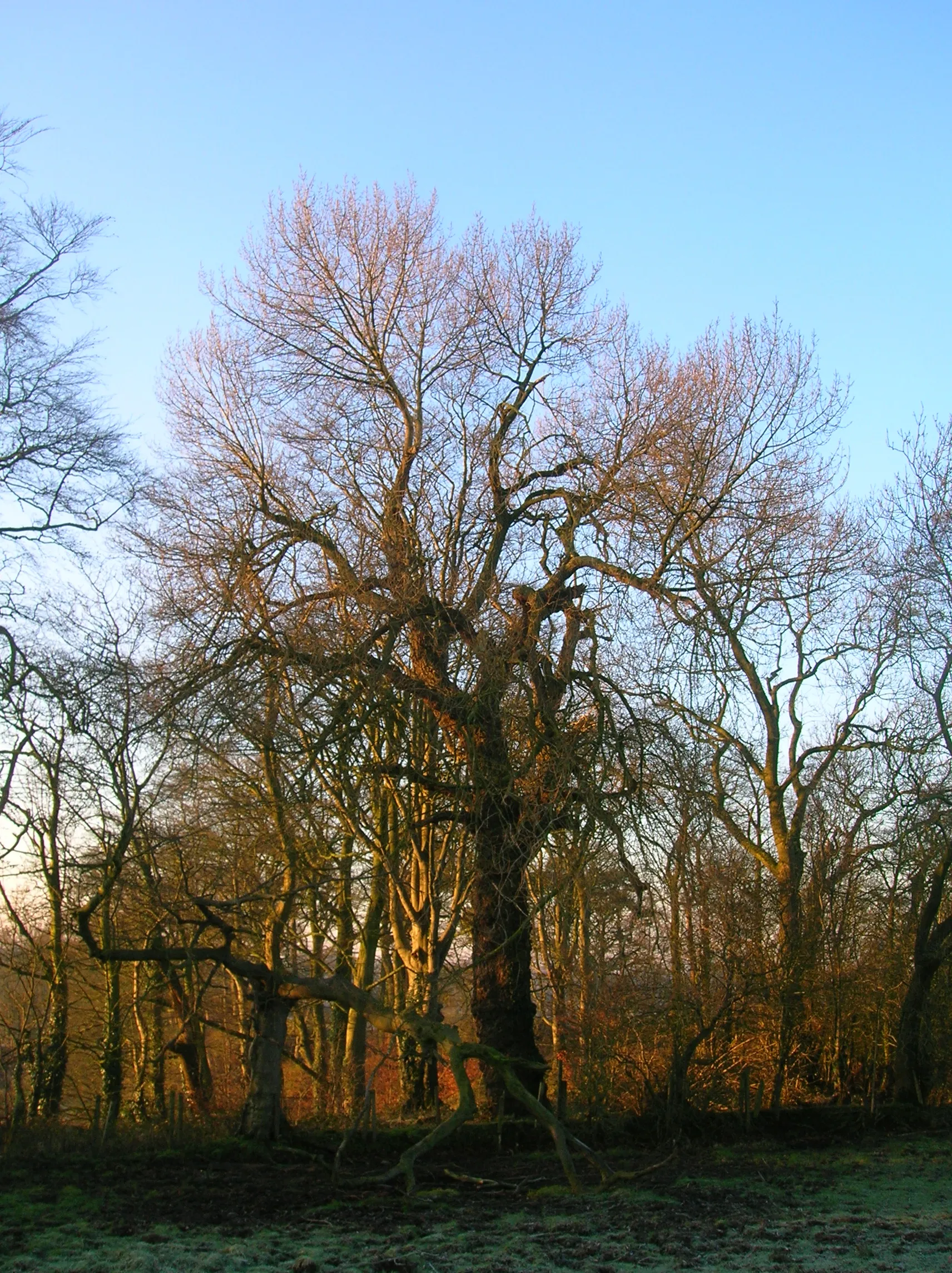 Photo showing: A Poplar at Cunninghamhead, North Ayrshire, Scotland.