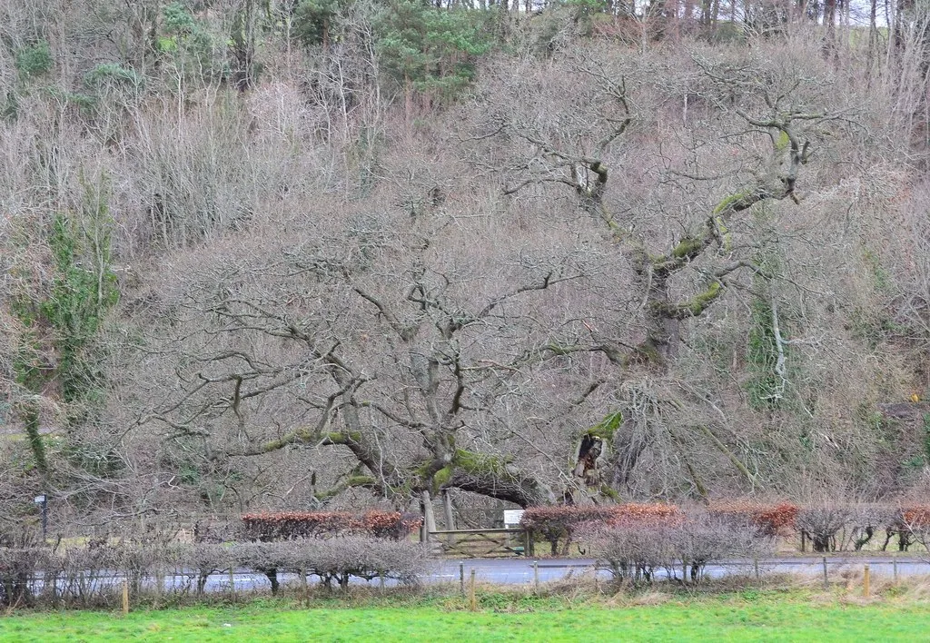 Photo showing: The Capon Tree