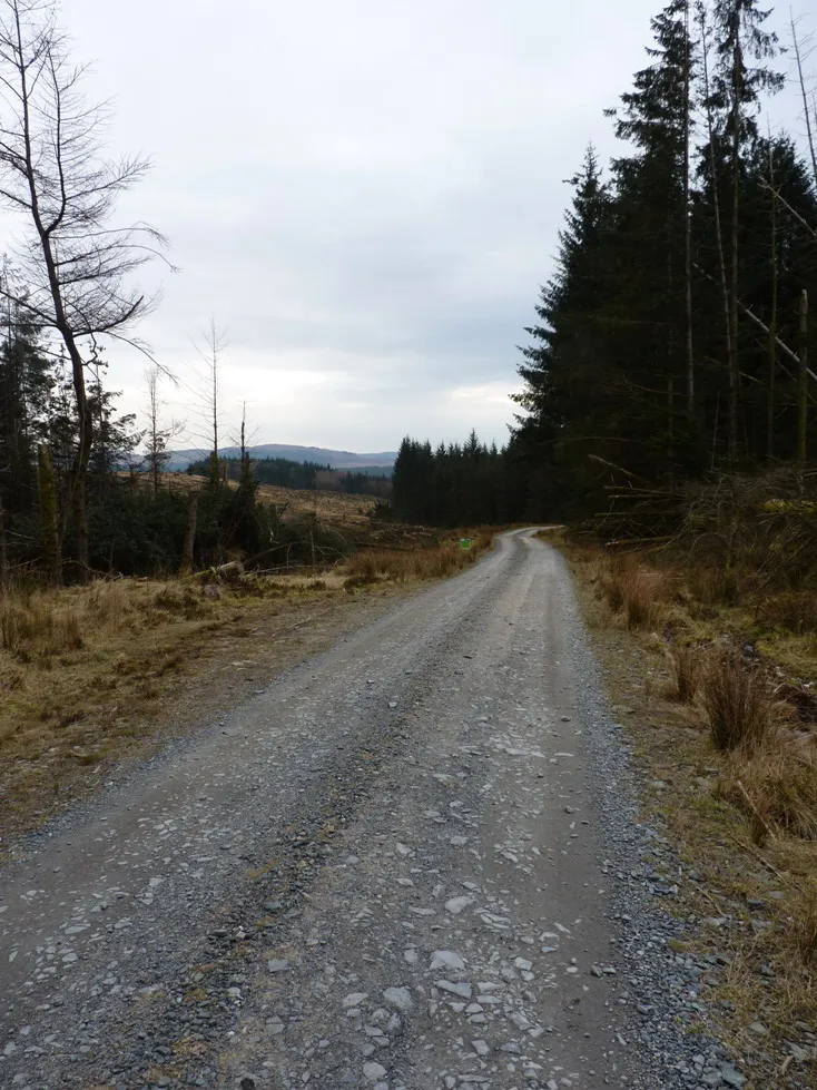 Photo showing: A short stretch of forest track