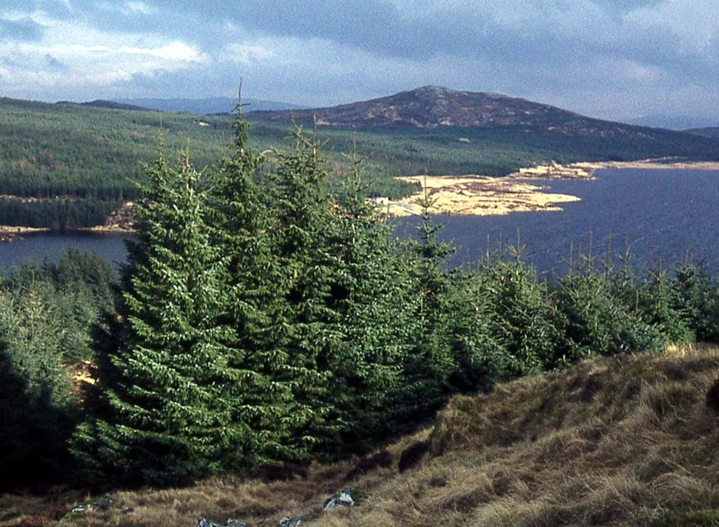 Photo showing: Forestry by Loch Bradan