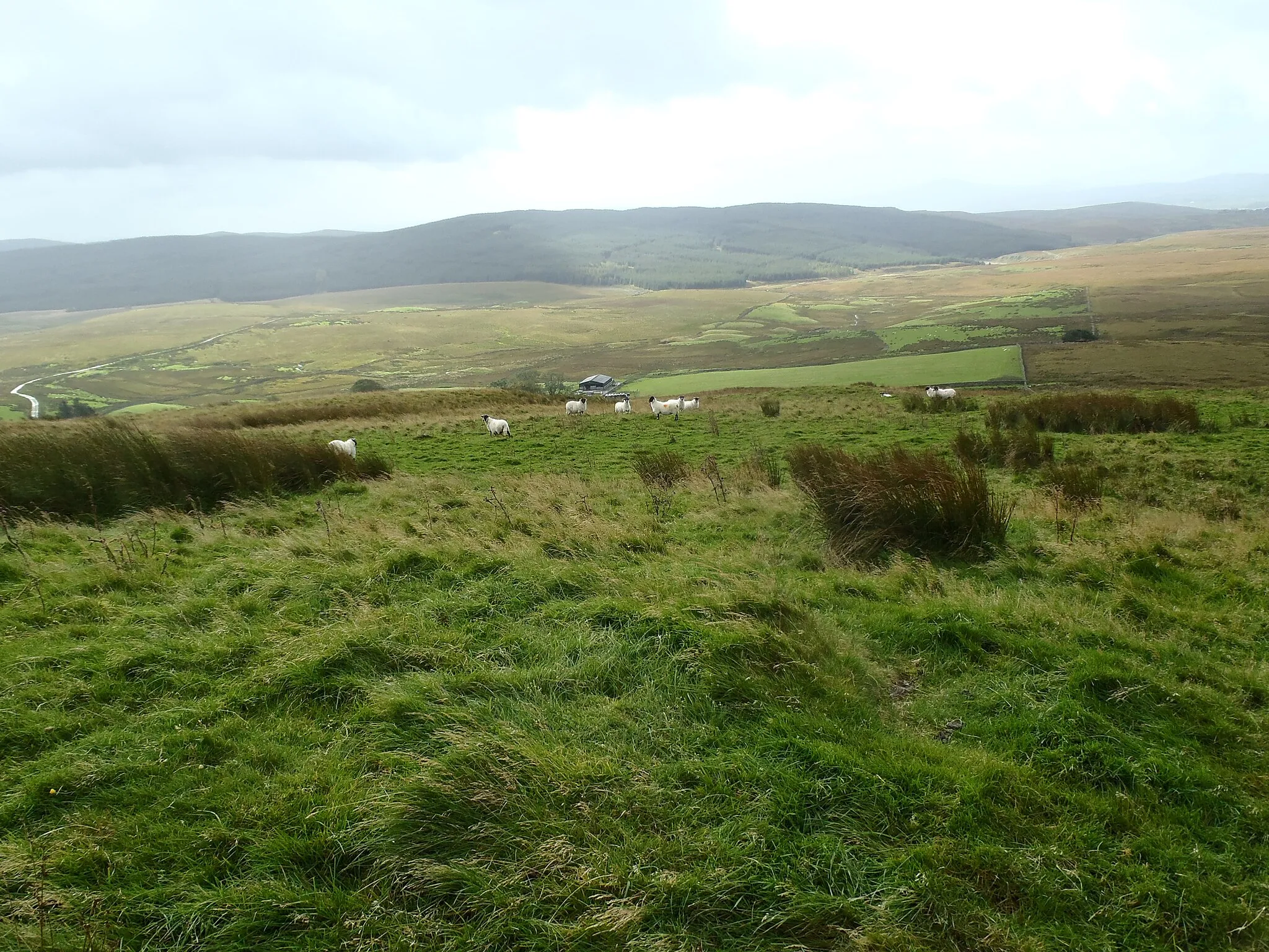 Photo showing: Sheep grazing below Bennan Hill