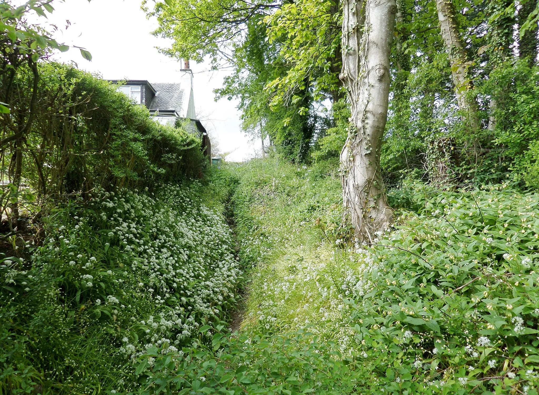 Photo showing: Failford ford lane, River Ayr, South Ayrshire, Scotland. The lane to the old ford across the River Ayr.