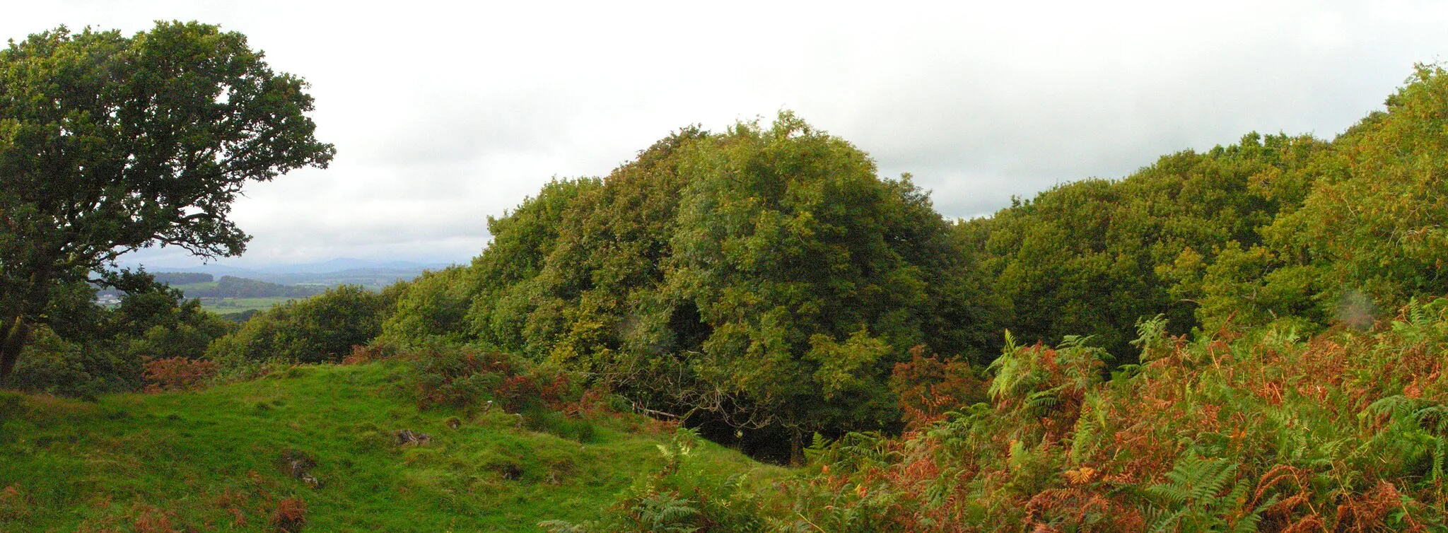 Photo showing: Upper Torglass Wood