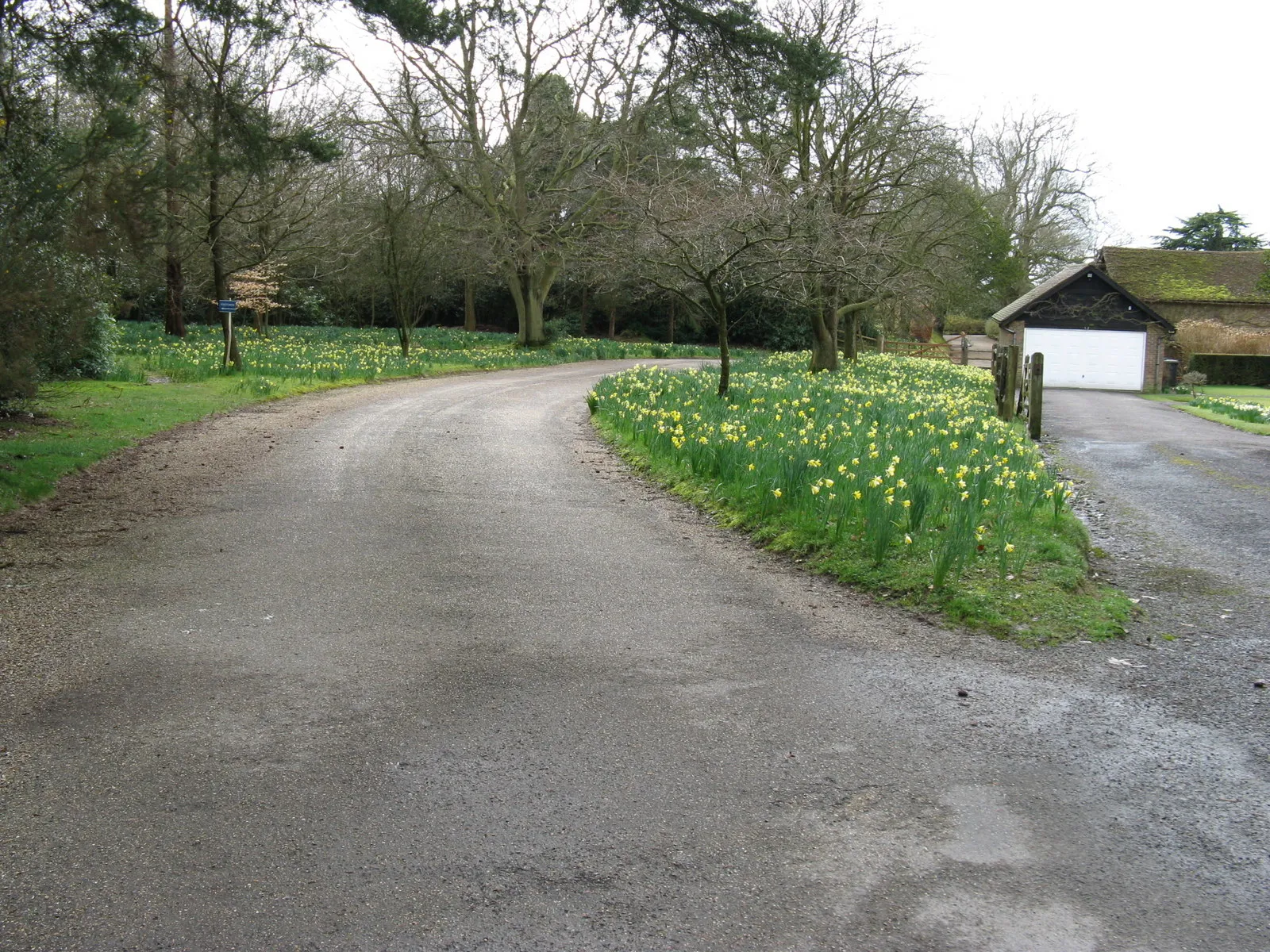 Photo showing: Daffodils by driveway to Chelworth house The footpath forks left by the sign.
