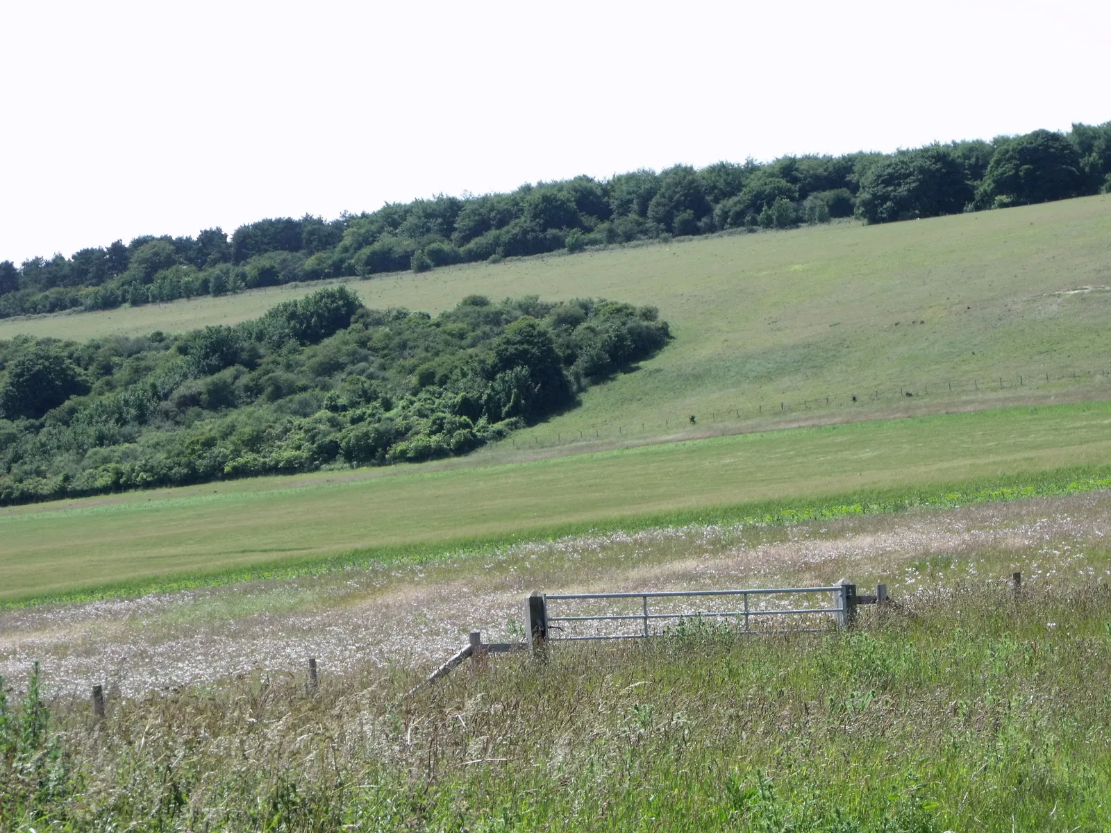 Photo showing: Downland scenery south of Jevington (2)