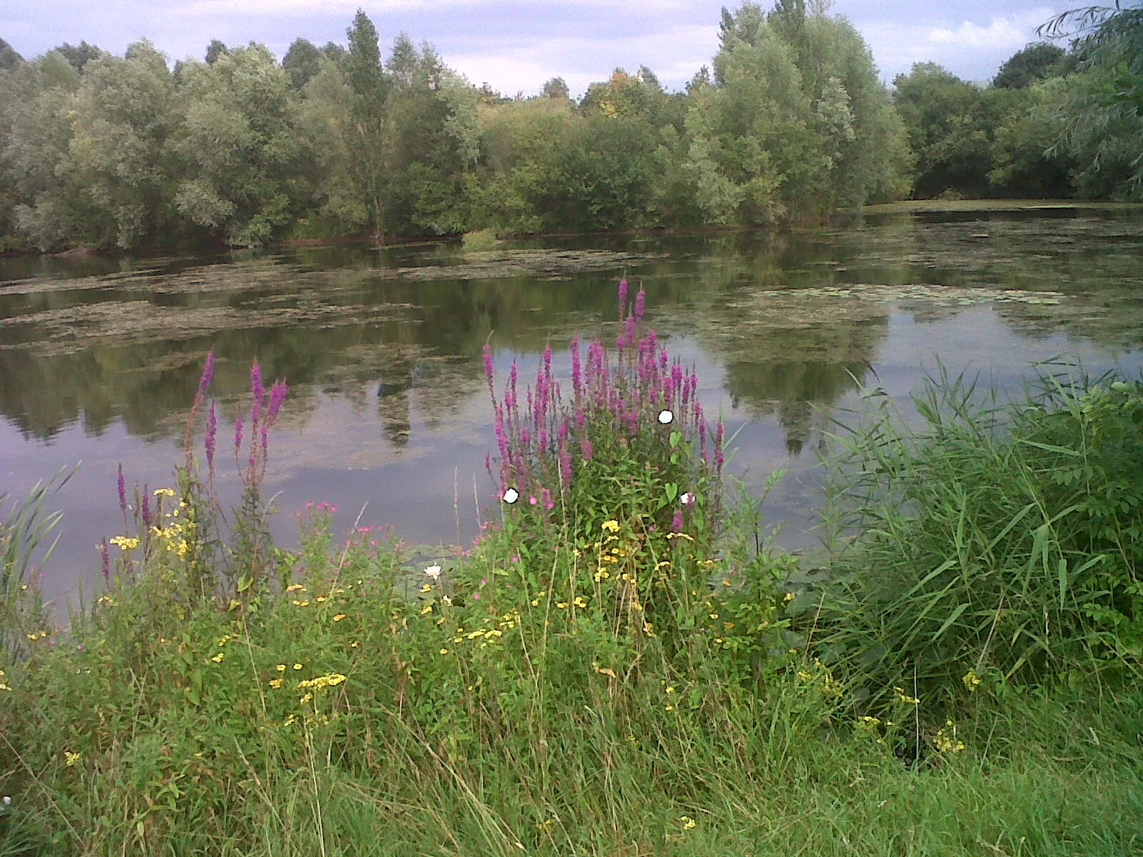 Photo showing: The Church Lammas Lakes were formed in the 1990s after mineral extraction and have been restored as a local amenity and for wildlife. Recent additional improvements have included level paths and a wheelchair-accessible entrance to the lakes, providing an environment suitable for the elderly and people with mobility and other impairments. In 2005, the developers won the Cooper Heyman Cup for the work they done to make the area accessible for people with disabilities.