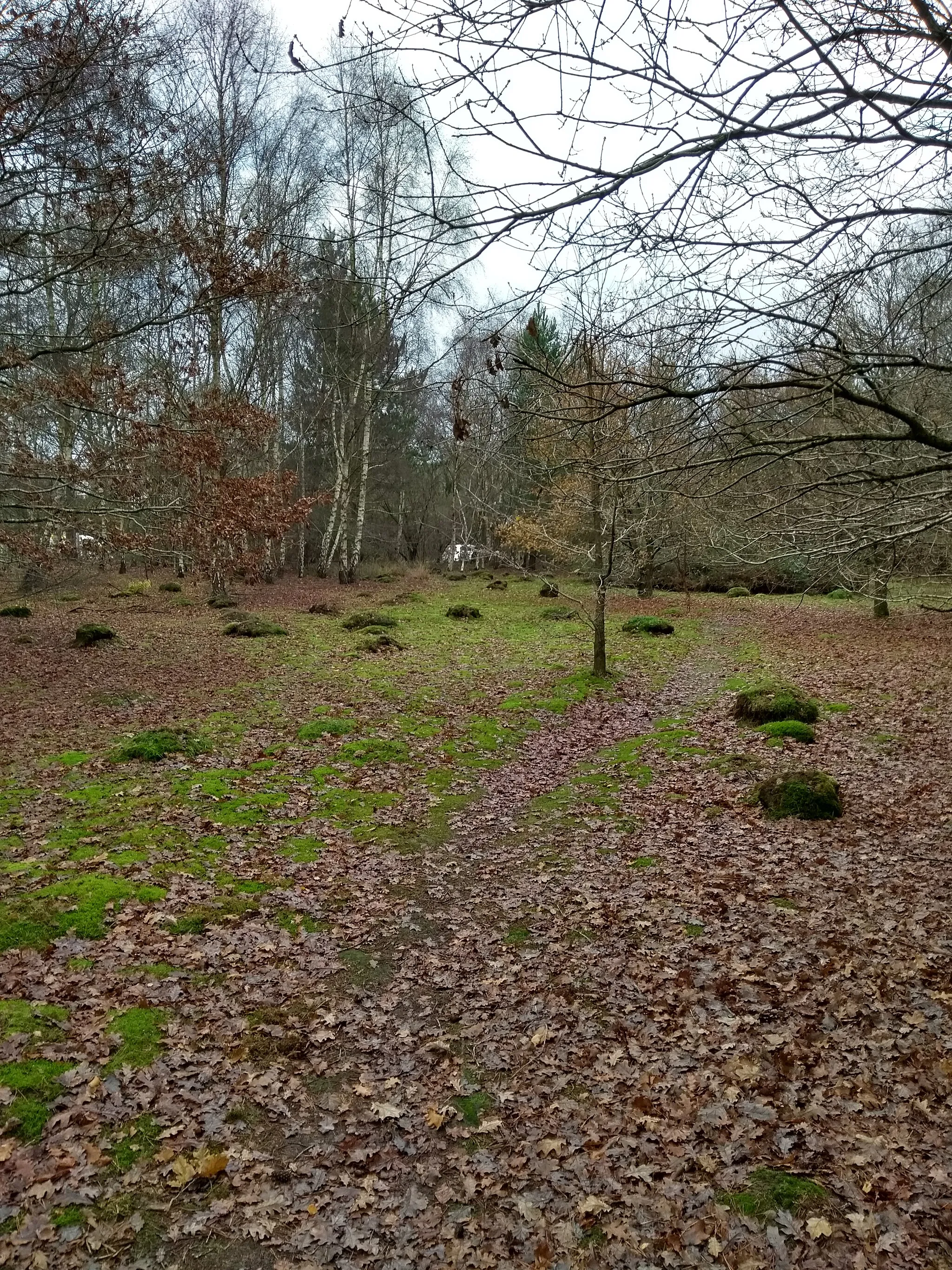 Photo showing: Relict nests of yellow meadow ants.