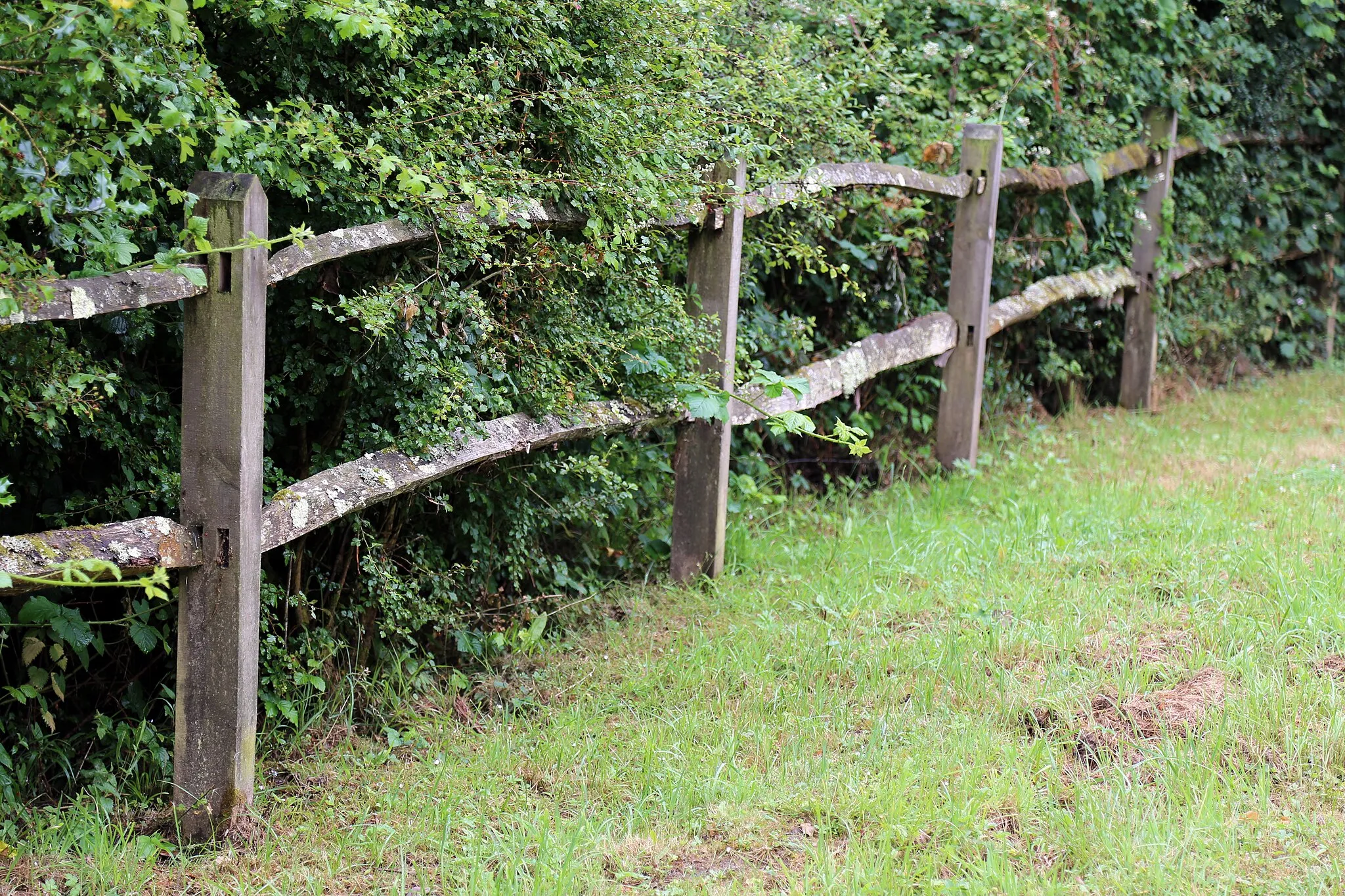 Photo showing: Fence and hedge in the hamlet of Copsale, in the Nuthurst civil parish of West Sussex, England