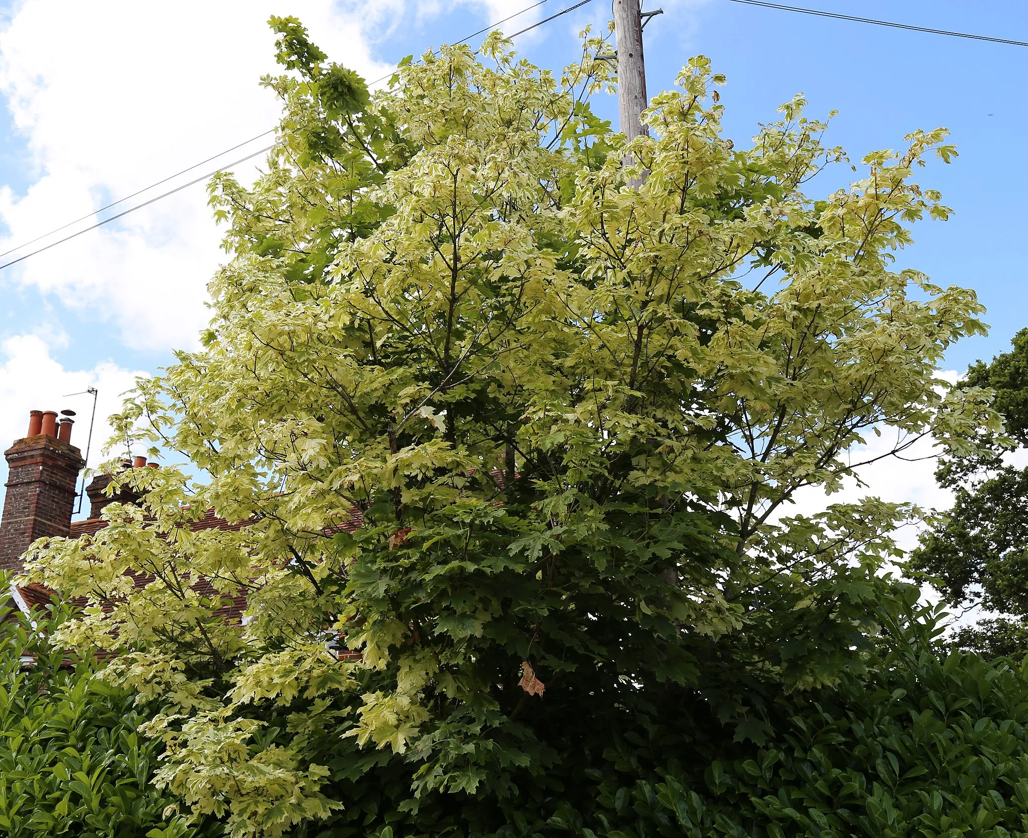 Photo showing: Silver Variegated Norway Maple, Acer platanoides Drummondii, at the junction of School Lane and Red Lane in Shipley, West Sussex, England