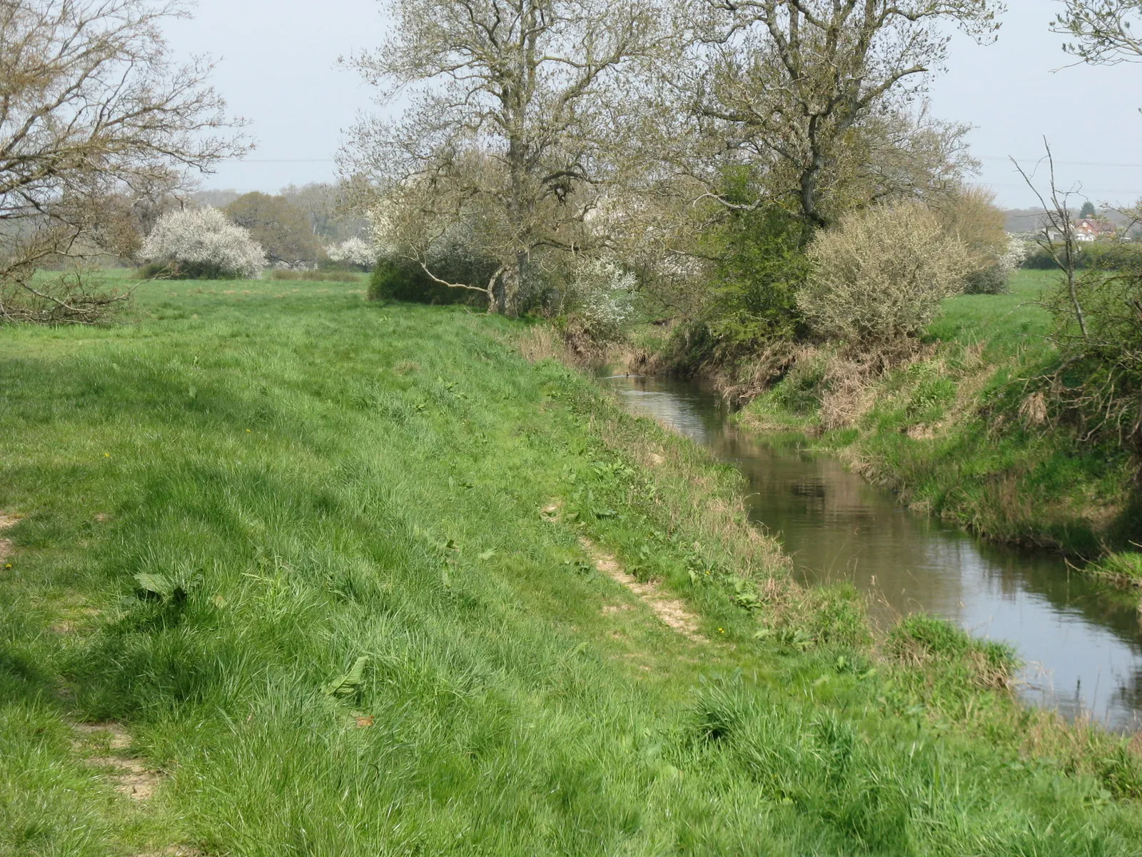 Photo showing: A gentle flowing River Arun by the Wey-South Path