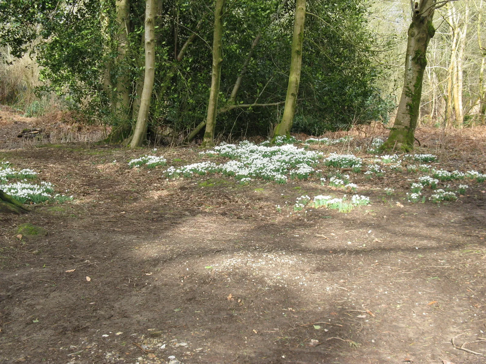 Photo showing: Snowdrops in Upperton Common near The Lodge