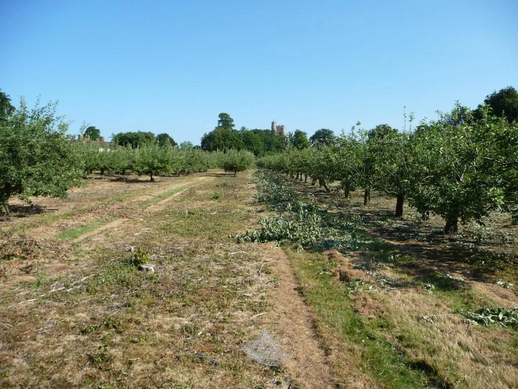 Photo showing: A gap in the orchard, Wittersham