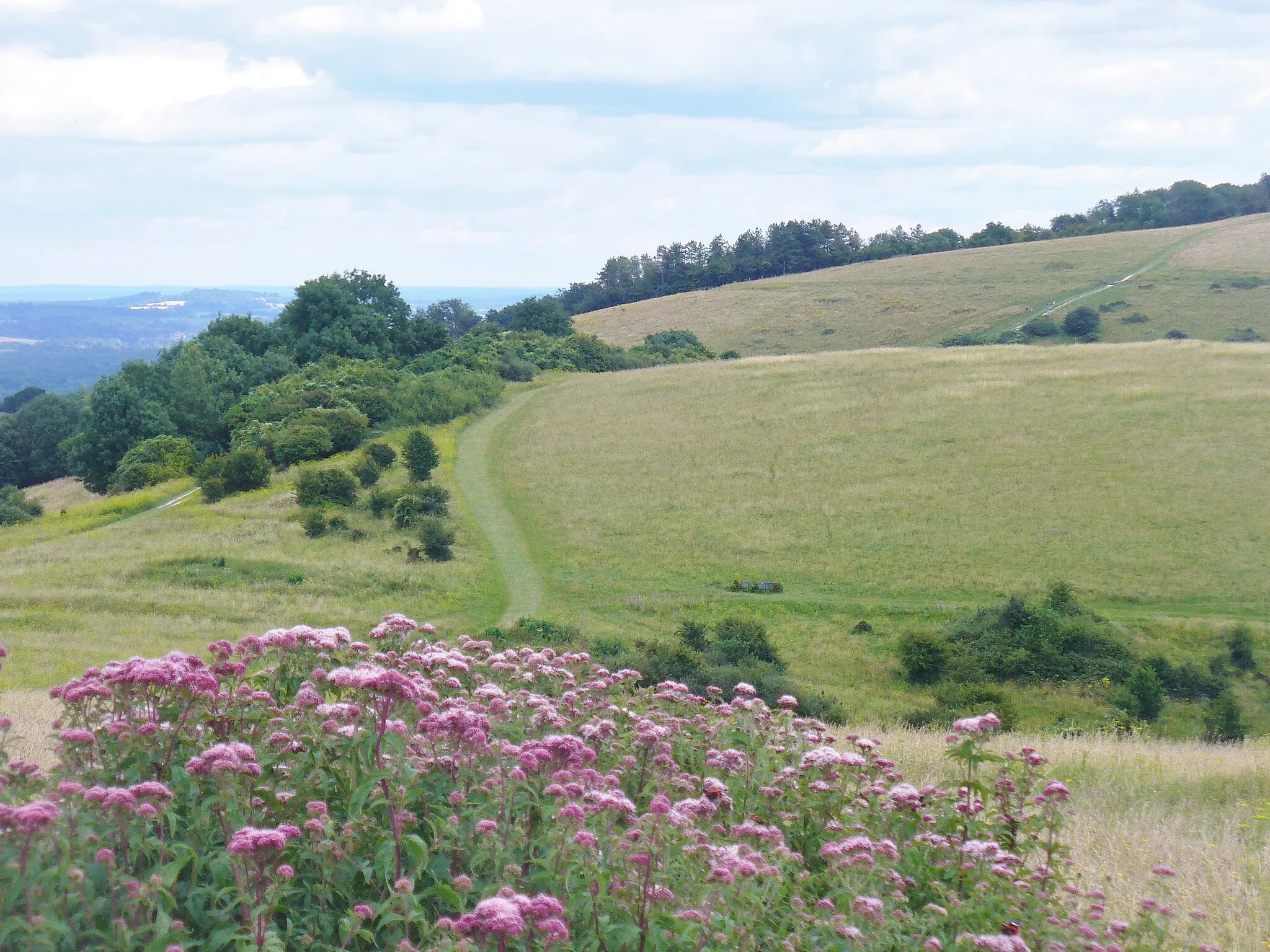 Photo showing: Harting Downs