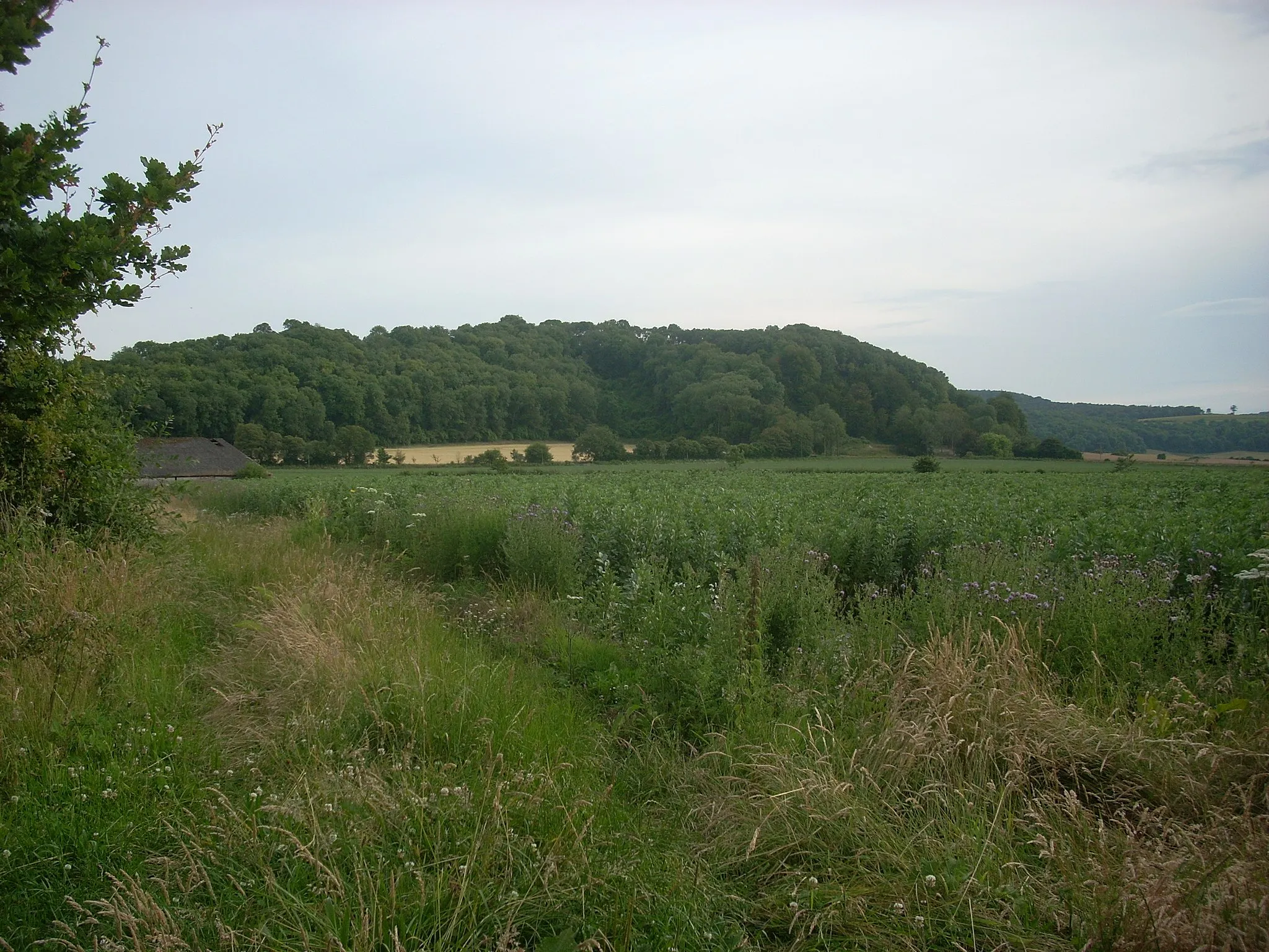 Photo showing: Torberry Hill, un fuerte de la edad de hierro, cerca de South Harting, en el condado de West Sussex, Inglaterra. Vista desde el norte.