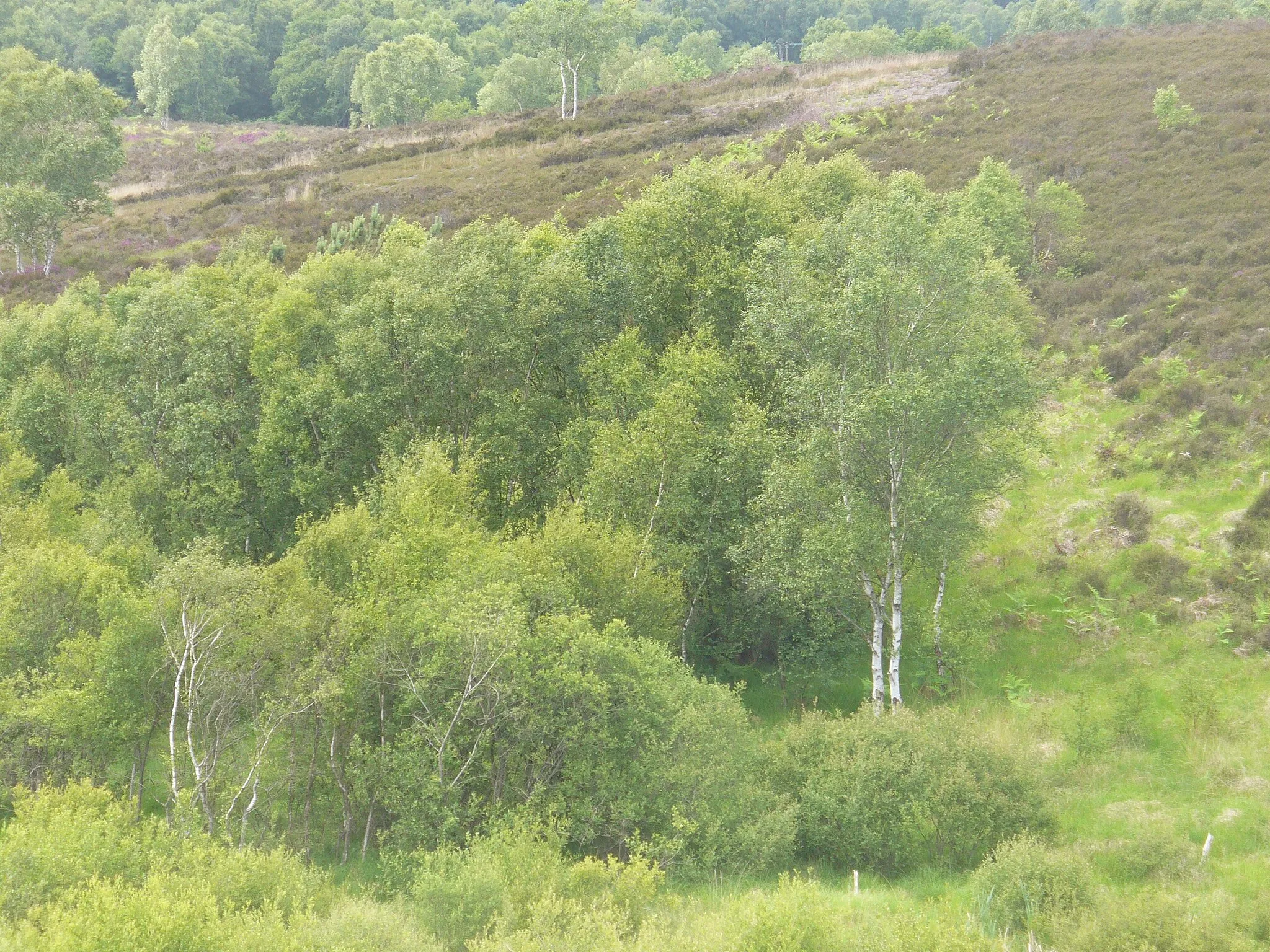 Photo showing: Woodland by Burnt Hill