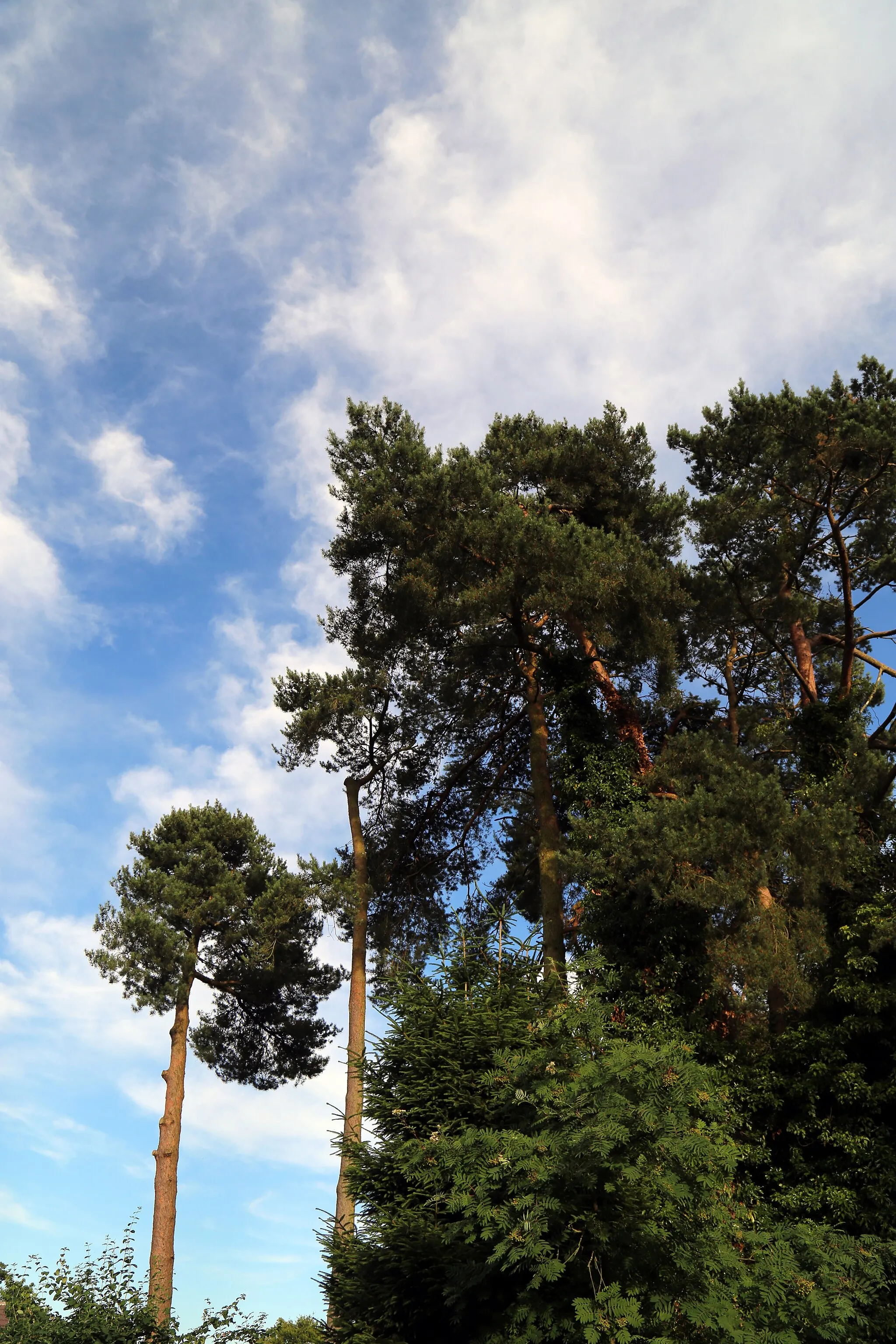 Photo showing: 'Pinus sylvestris' Scots Pine at Staplefield in the Ansty and Staplefield civil parish of West Sussex, England. Mobile device view: Wikimedia (as at 2018) makes it difficult to view photos related to this image, so to see its most relevant allied group, click: *Staplefield. To see the subject galleries for this particular author's photos, please click: *photos by Acabashi. You can add a beta click-through button to 'categories' at the very bottom of photo-pages you view by going to settings... three-bar icon top left. Desktop view: Wikimedia (as at 2018) makes it difficult to immediately view the helpful category links where you can find images to which this one is relevant in a variety of ways; for these go to the very bottom of this page. This image is one of a series of date and/or subject allied consecutive photographs kept in progression or location by file name number and/or time marking.