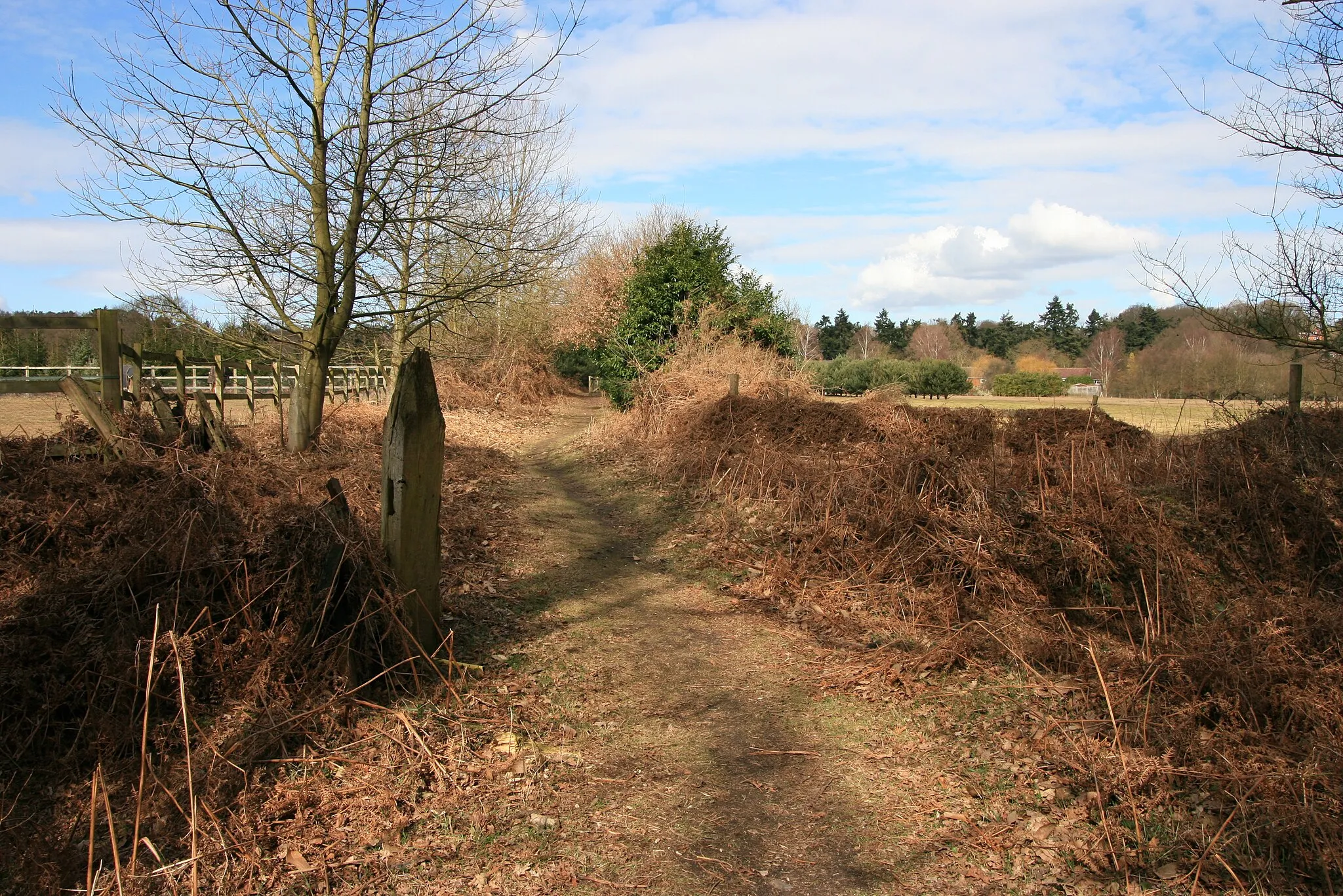 Photo showing: Footpath, Mayford Footpath between Smart's Heath Road and Saunders Lane, Mayford.