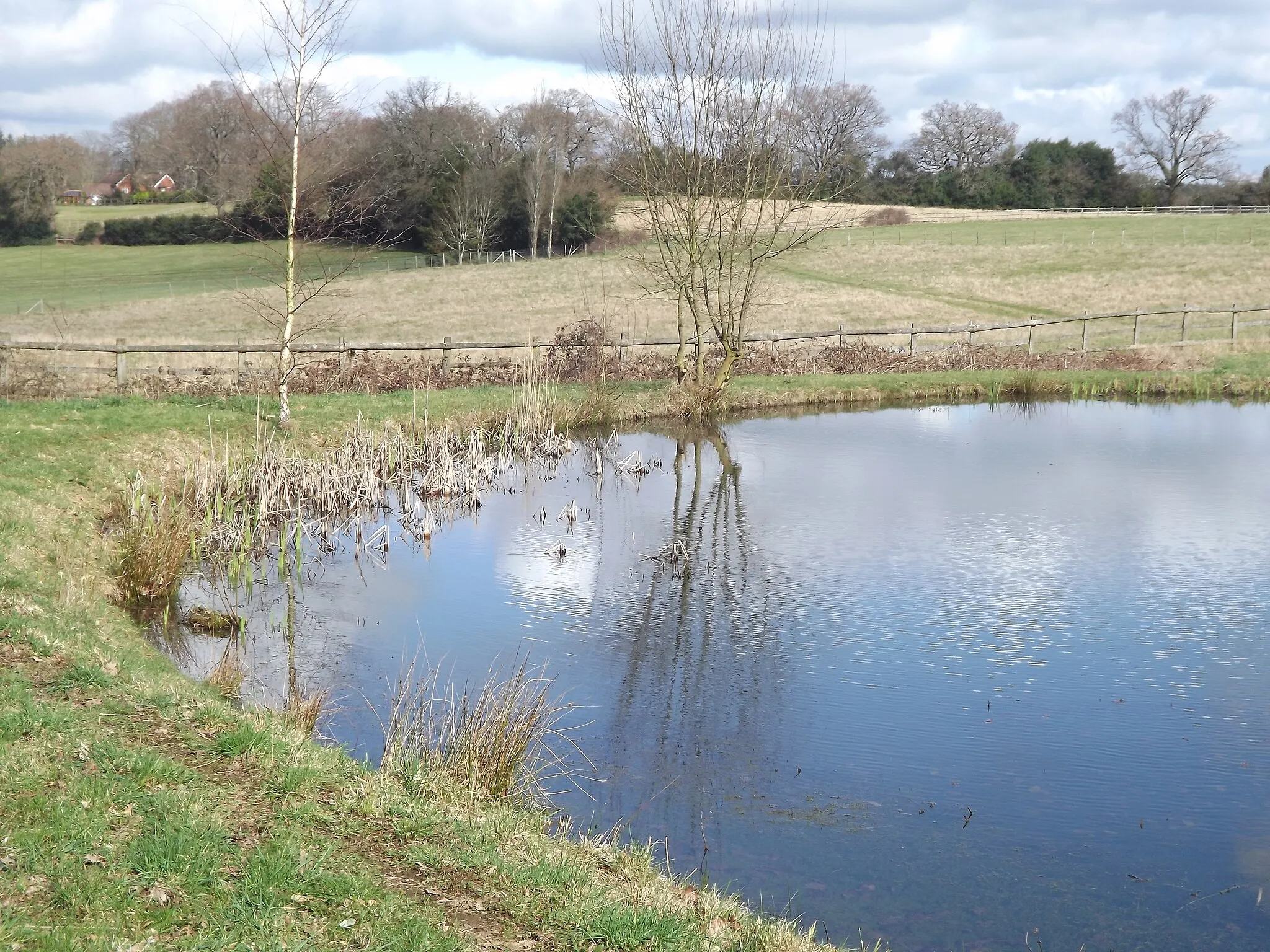 Photo showing: Pond on Hale House Lane