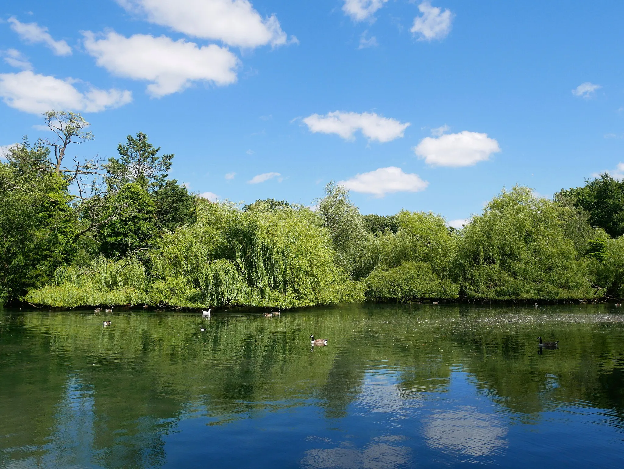 Photo showing: A view of some of the lakes in Priory Gardens, Orpington.