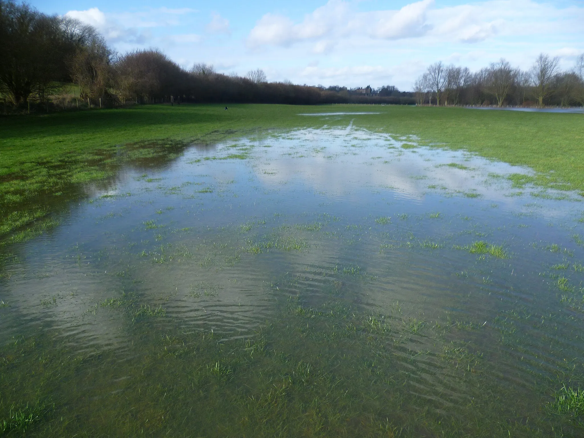 Photo showing: A waterlogged meadow