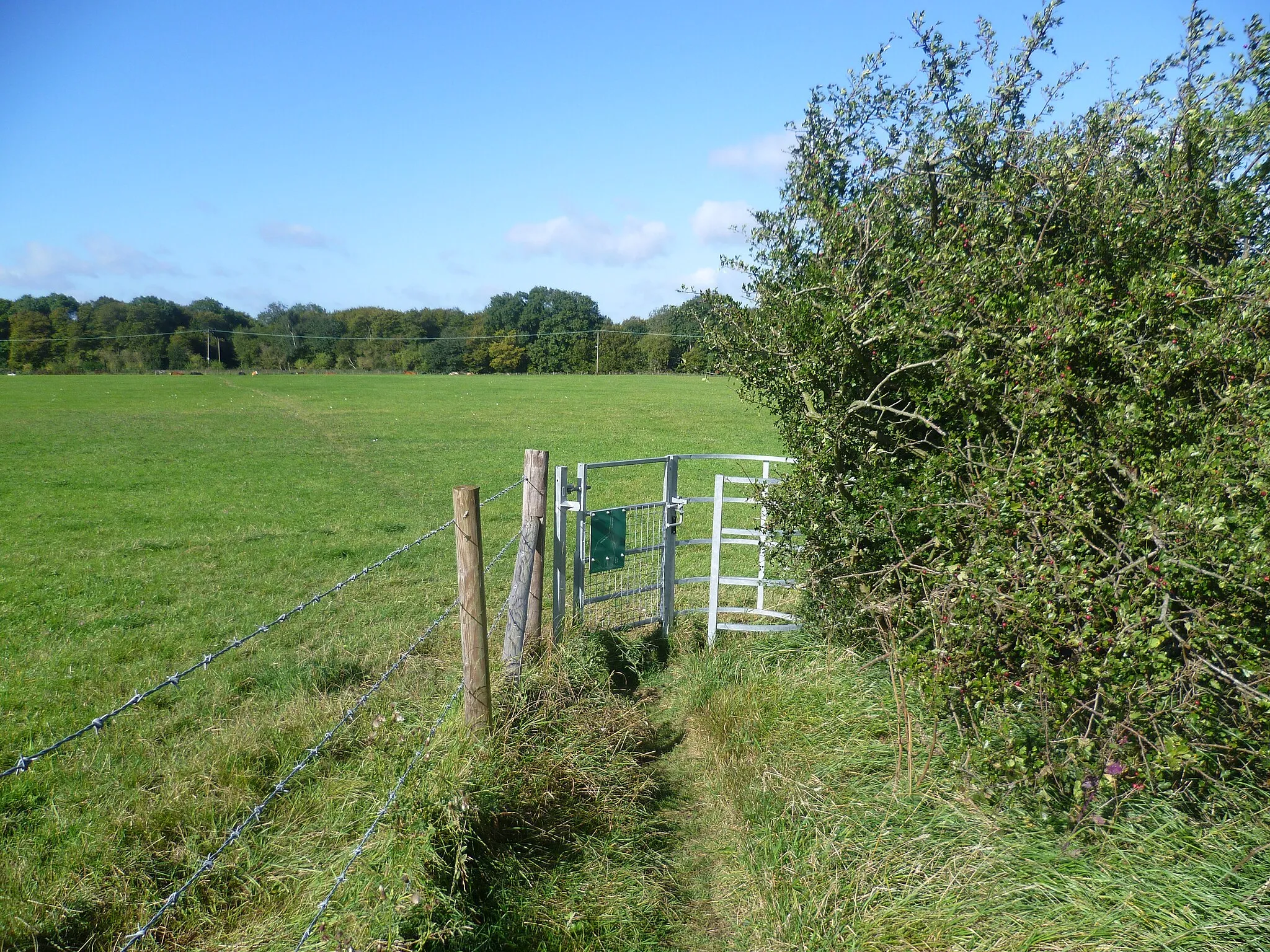 Photo showing: Approach to Lion Wood