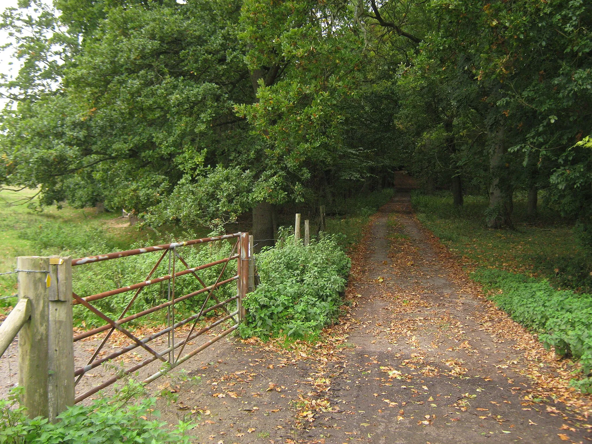 Photo showing: Access road into Kiln Wood