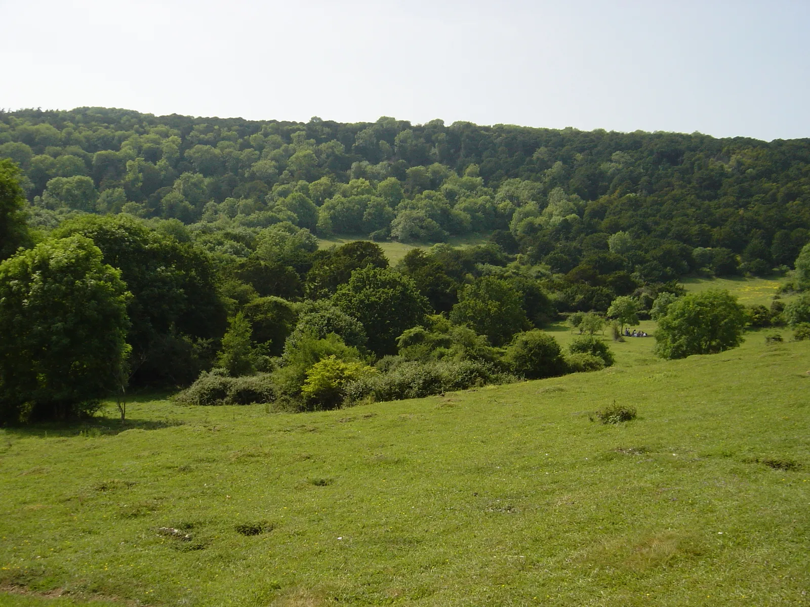 Photo showing: View into Kingley Vale, West Sussex, England