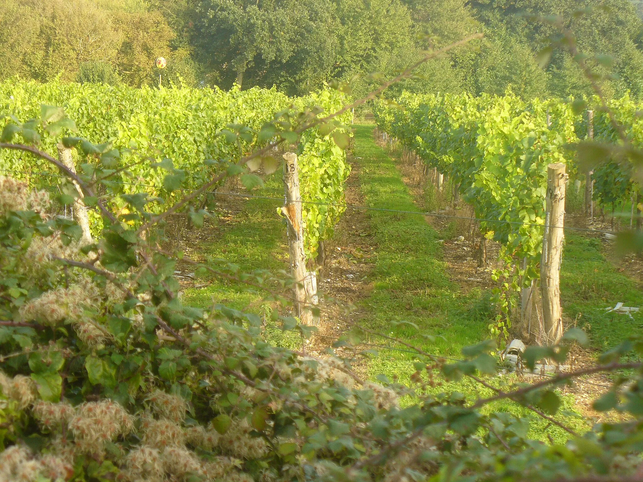 Photo showing: Halnaker Vineyard