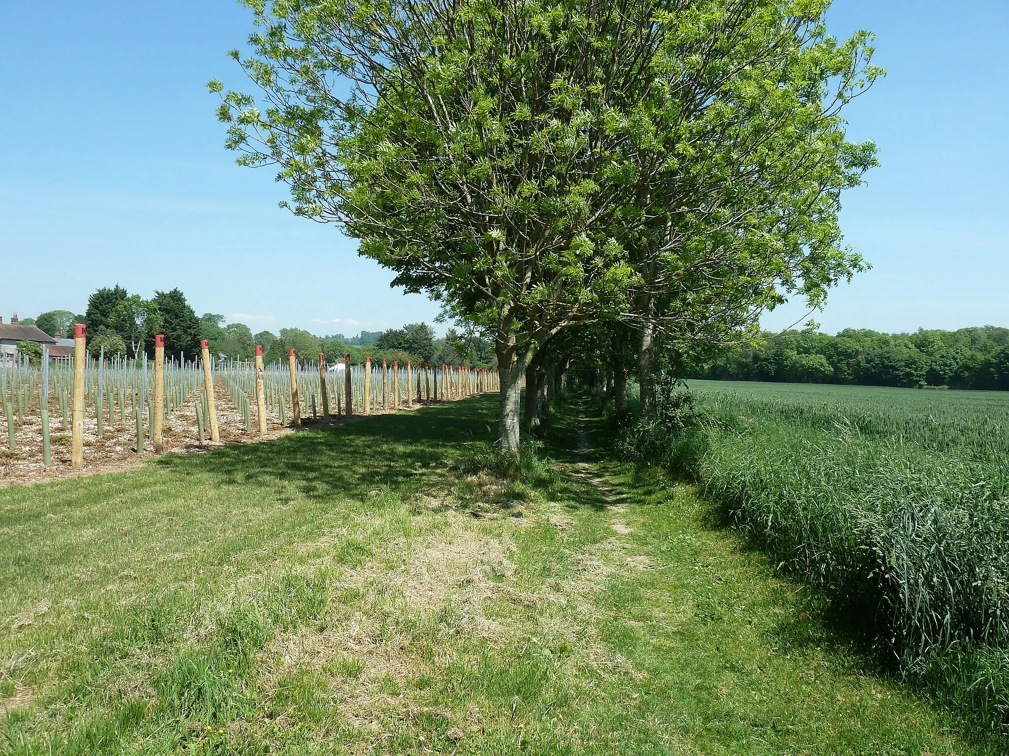 Photo showing: New vineyard by footpath 369 at Halnaker