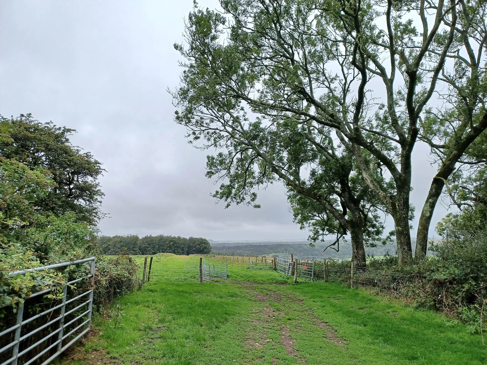 Photo showing: The Devil's Jumps, a Bronze Age barrow cemetery on the South Downs above Treyford, West Sussex, England. Scheduled Monument.