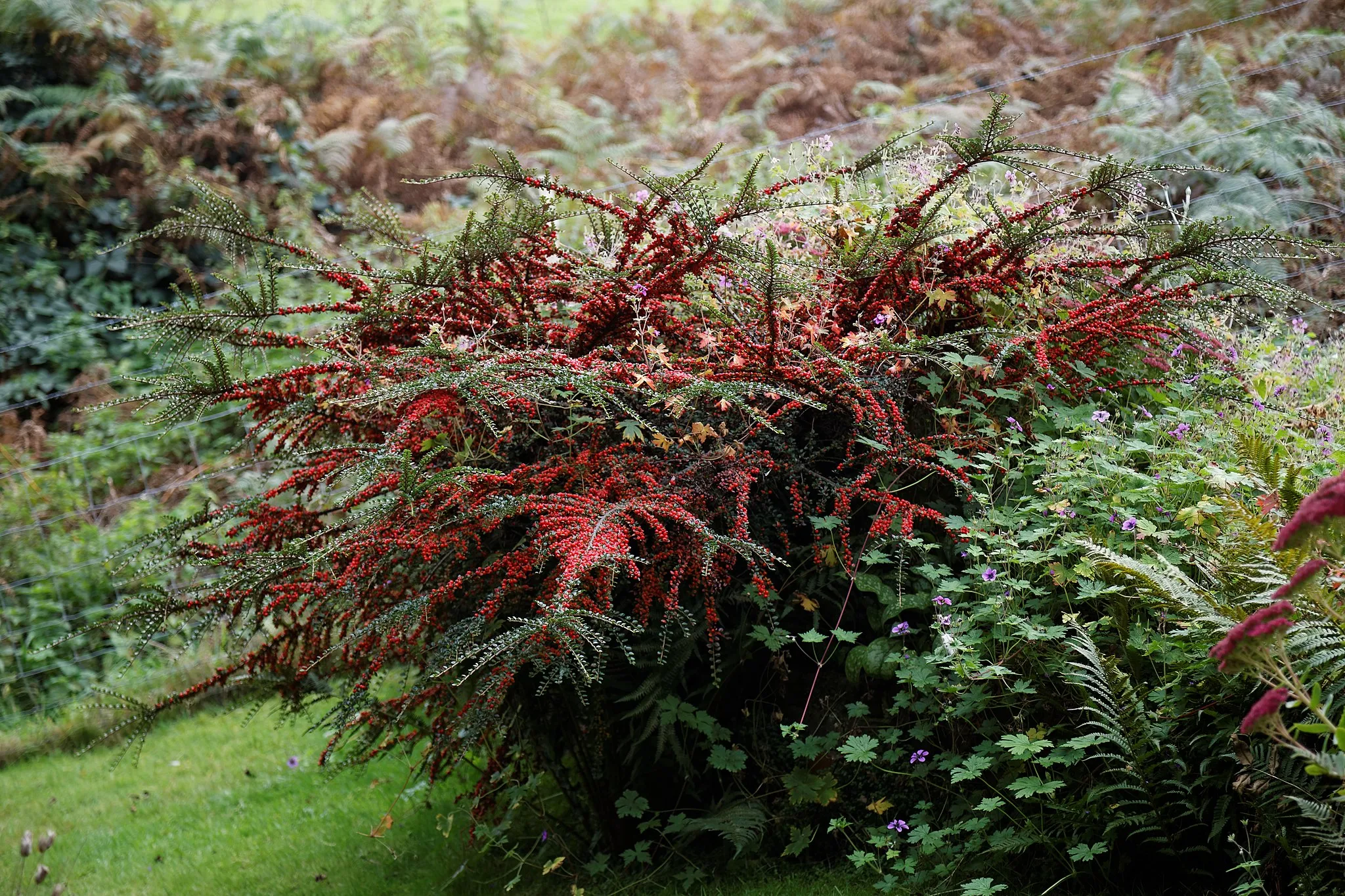 Photo showing: Cotoneaster horizontalis in a private garden in the the civil parish of Nuthurst, West Sussex, England. Software: RAW file lens-corrected, optimized and converted to JPEG with DxO OpticsPro 10 Elite, and likely further optimized and/or cropped and/or spun with Adobe Photoshop CS2.