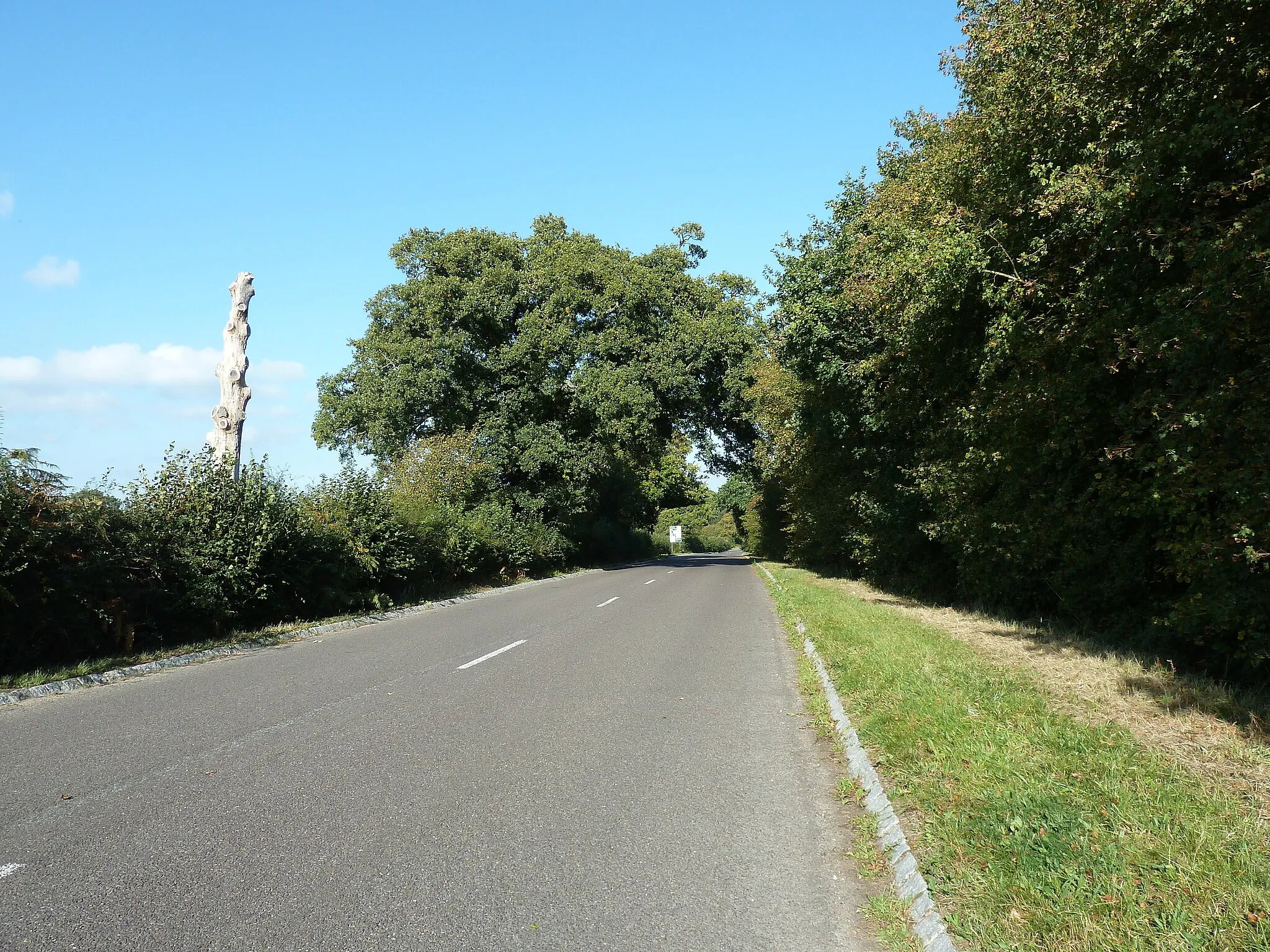 Photo showing: Dead tree on Worthing Road north of Dial Post