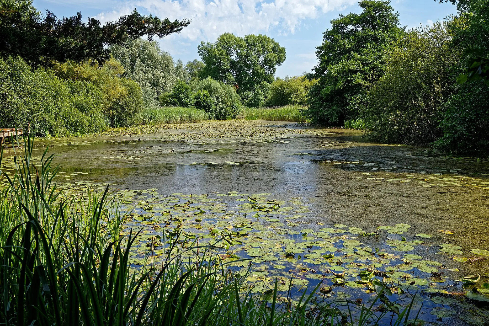 Photo showing: The lake (with native waterlily Nuphar lutea), which serves as a dipping pond, at Woods Mill, a woodland, meadow and wetland nature reserve, and headquarters for the Sussex Wildlife Trust in the civil parish of Henfield in West Sussex, England. The reserve includes a restored but not working water mill and other buildings as an environmental education centre and offices. Camera: Canon EOS 6D with Canon EF 24-105mm F4L IS USM lens. Software: RAW file lens-corrected and optimized with DxO OpticsPro 11 Elite and Viewpoint 3, and further optimized with Adobe Photoshop CS2.