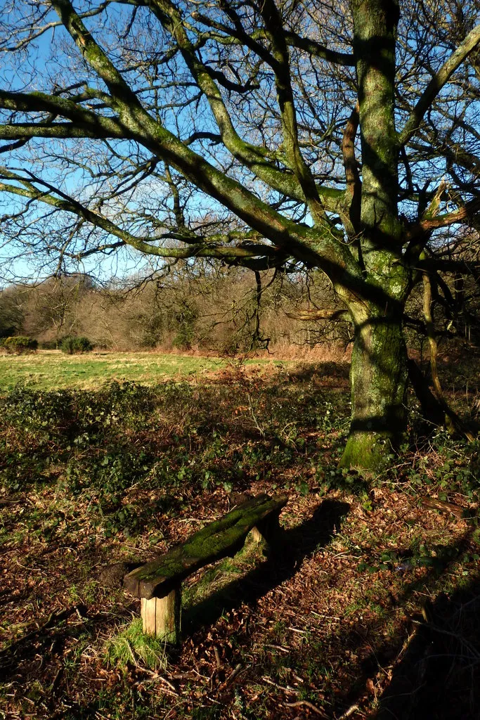 Photo showing: Bench beneath an oak tree, Selborne Common