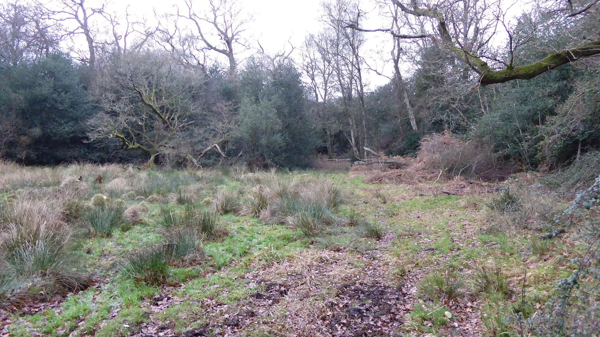 Photo showing: Charleshill SSSI is a Site of Special Scientific Interest west of Elstead in Surrey. It is part of Thundry Meadows nature reserve, which is managed by the Surrey Wildlife Trust.