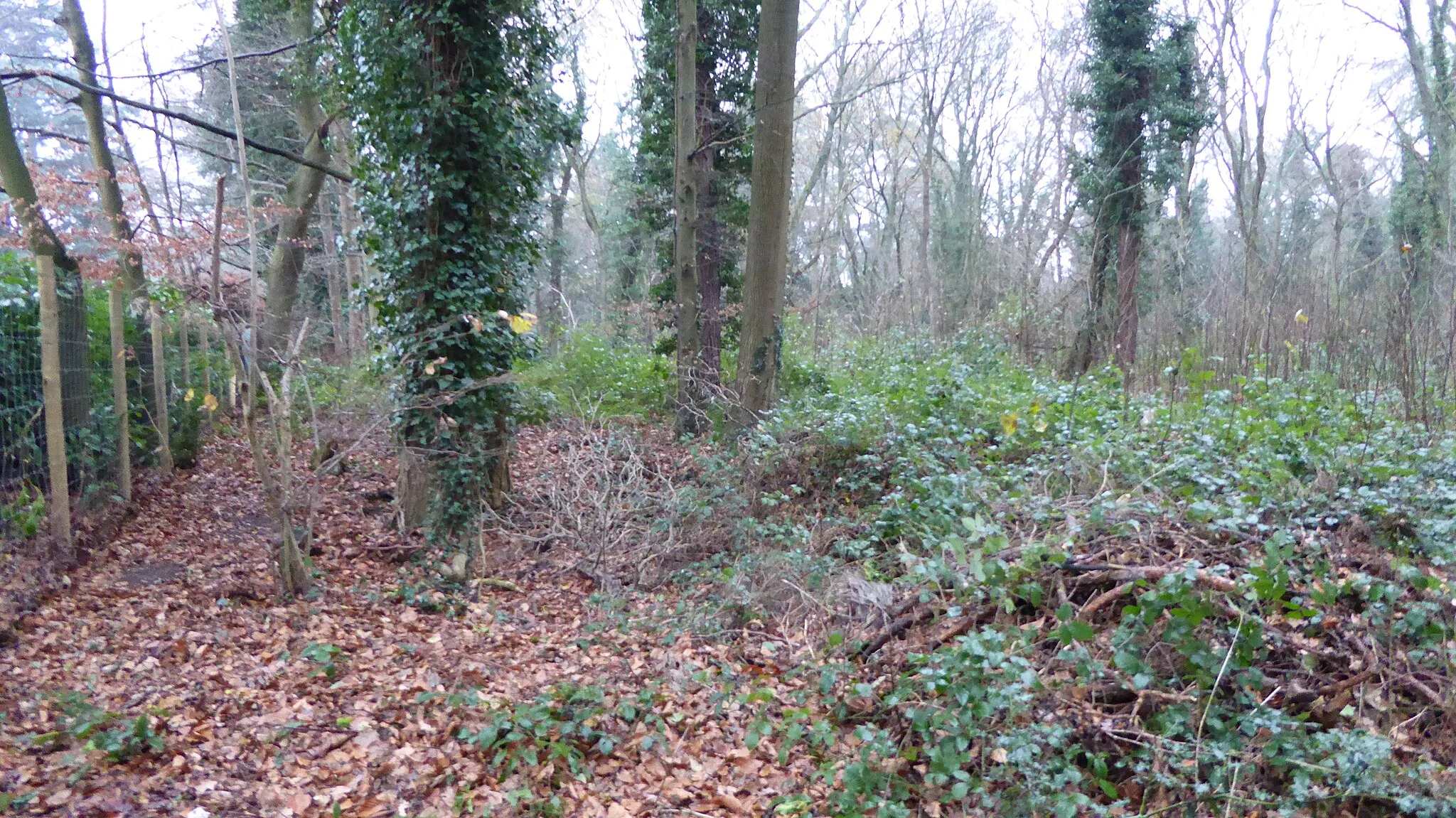 Photo showing: Middlebriars Wood is a nature reserve west of Farncombe in Surrey. It is managed by the Surrey Wildlife Trust.