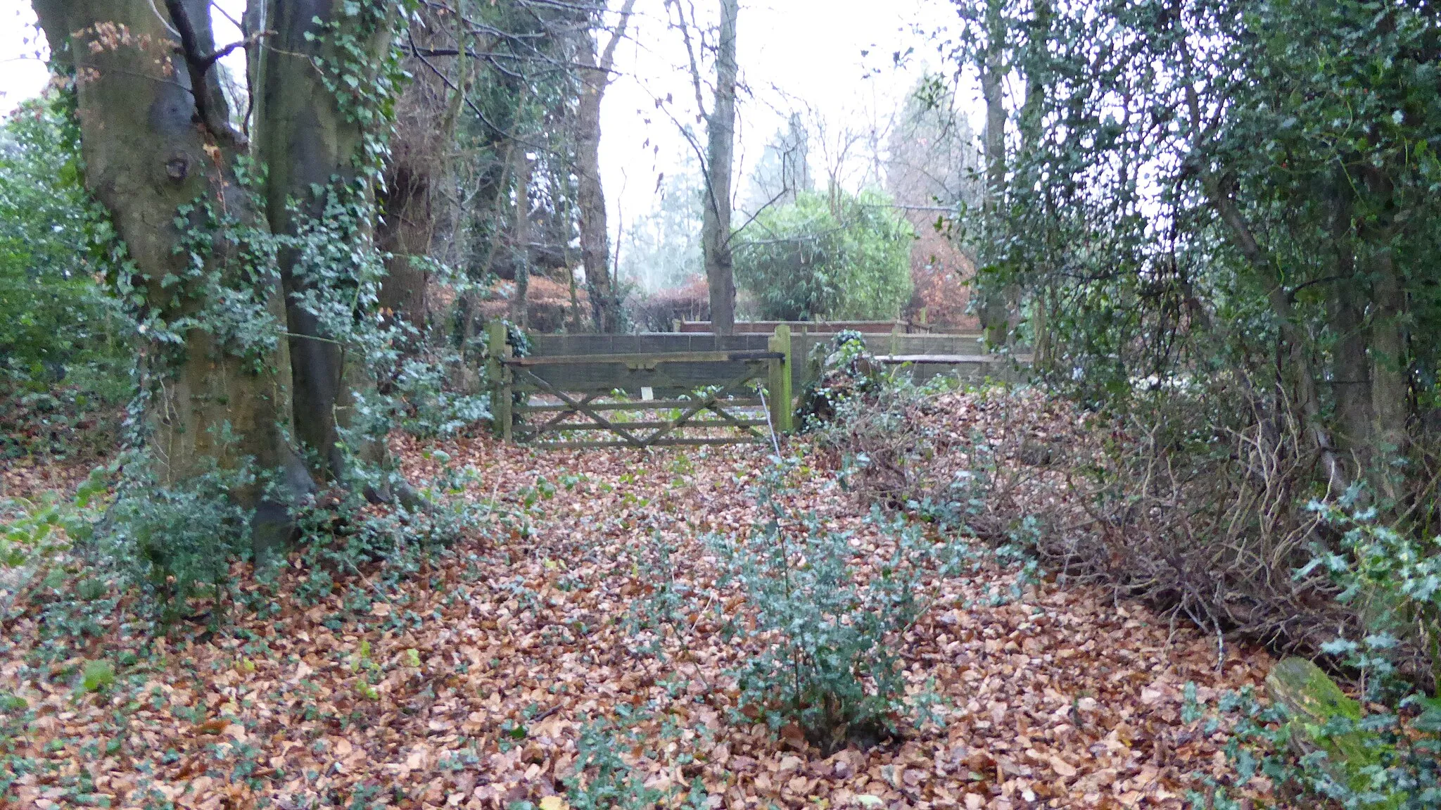 Photo showing: Middlebriars Wood is a nature reserve west of Farncombe in Surrey. It is managed by the Surrey Wildlife Trust.