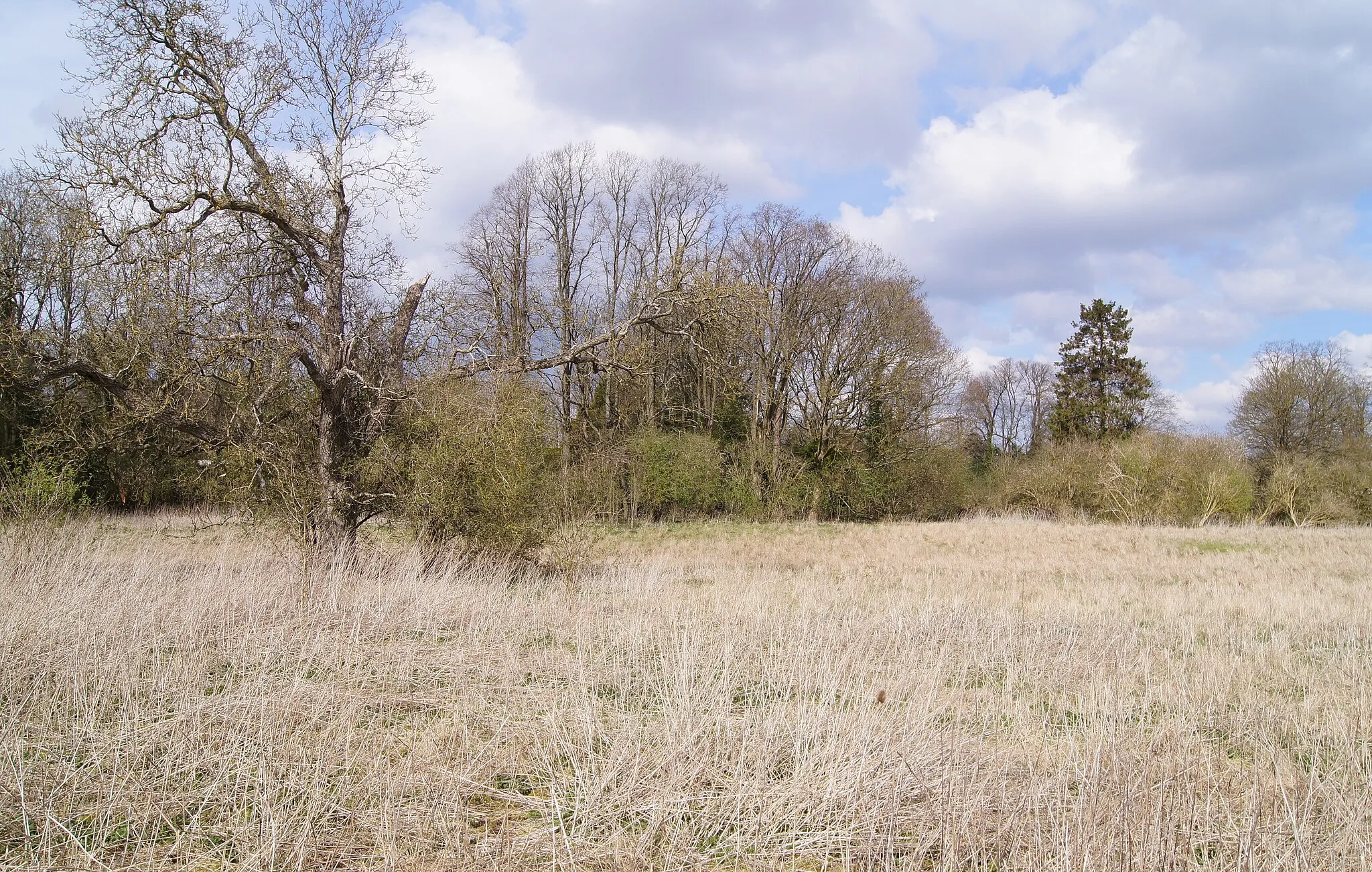 Photo showing: Vacant land off Worting Road