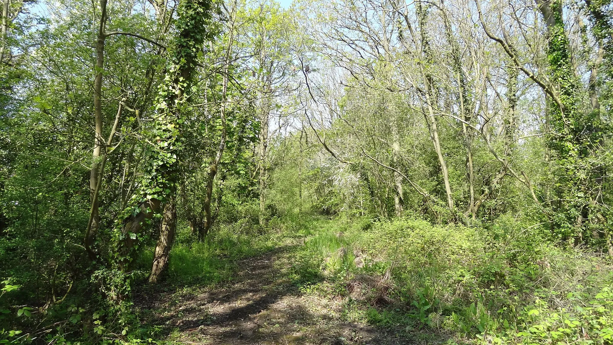 Photo showing: Jubilee Wood, nature reserve in Malden Rushett, London