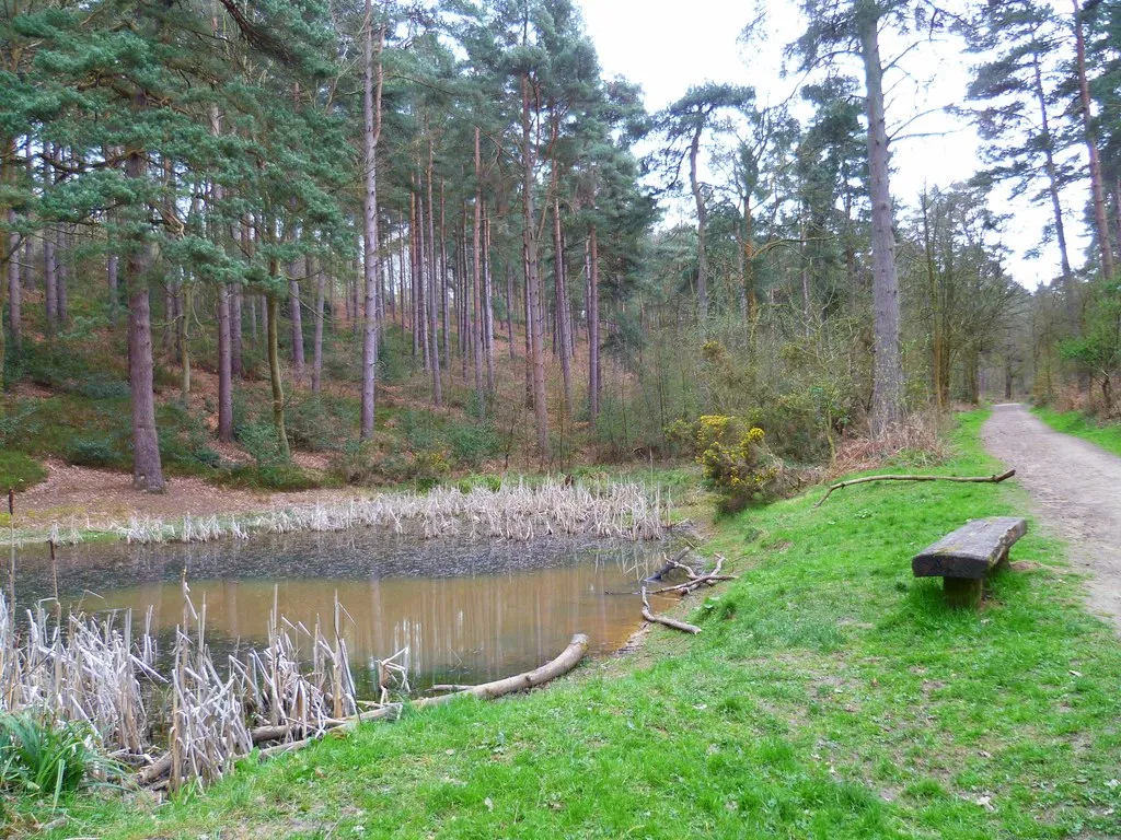 Photo showing: Bridleway with pond and seat south of car park at Peaslake