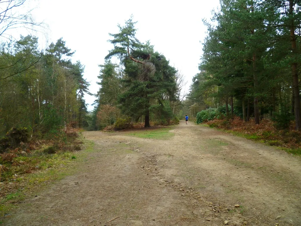Photo showing: Bridleway junction south of Peaslake
