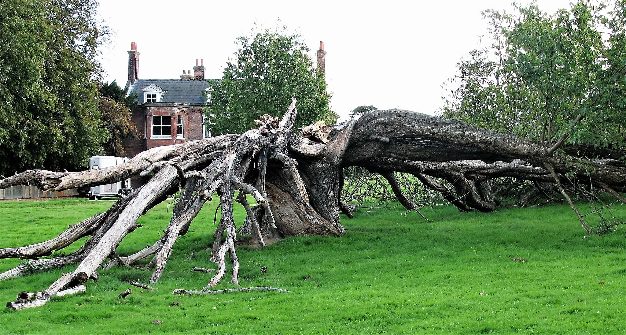Photo showing: Collapsed wild service tree at Parsonage Farm