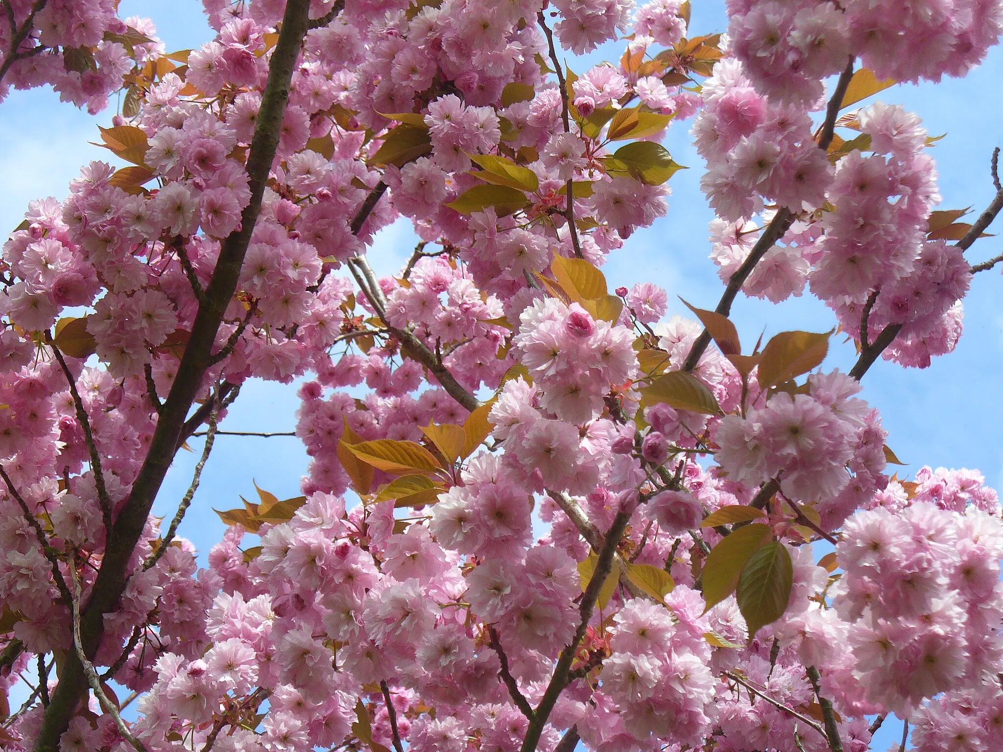 Photo showing: Flowering Cherry